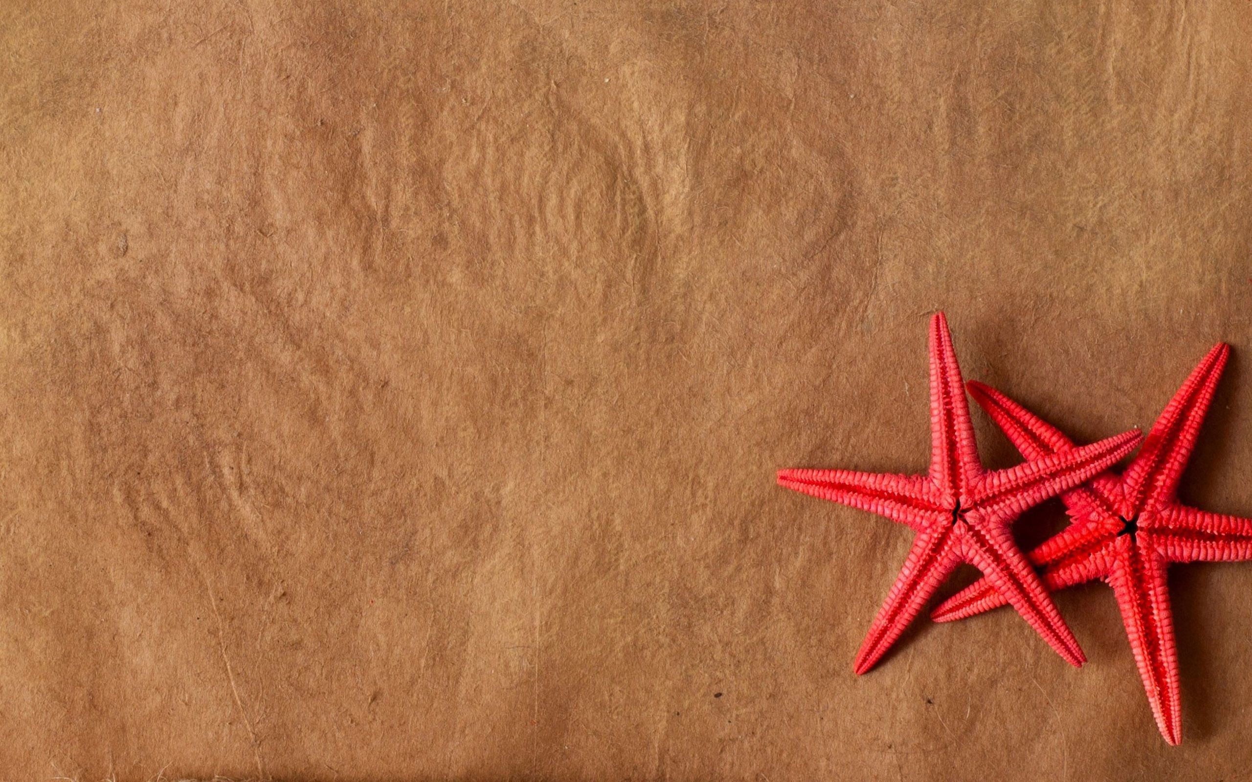 2560x1600 red starfish background