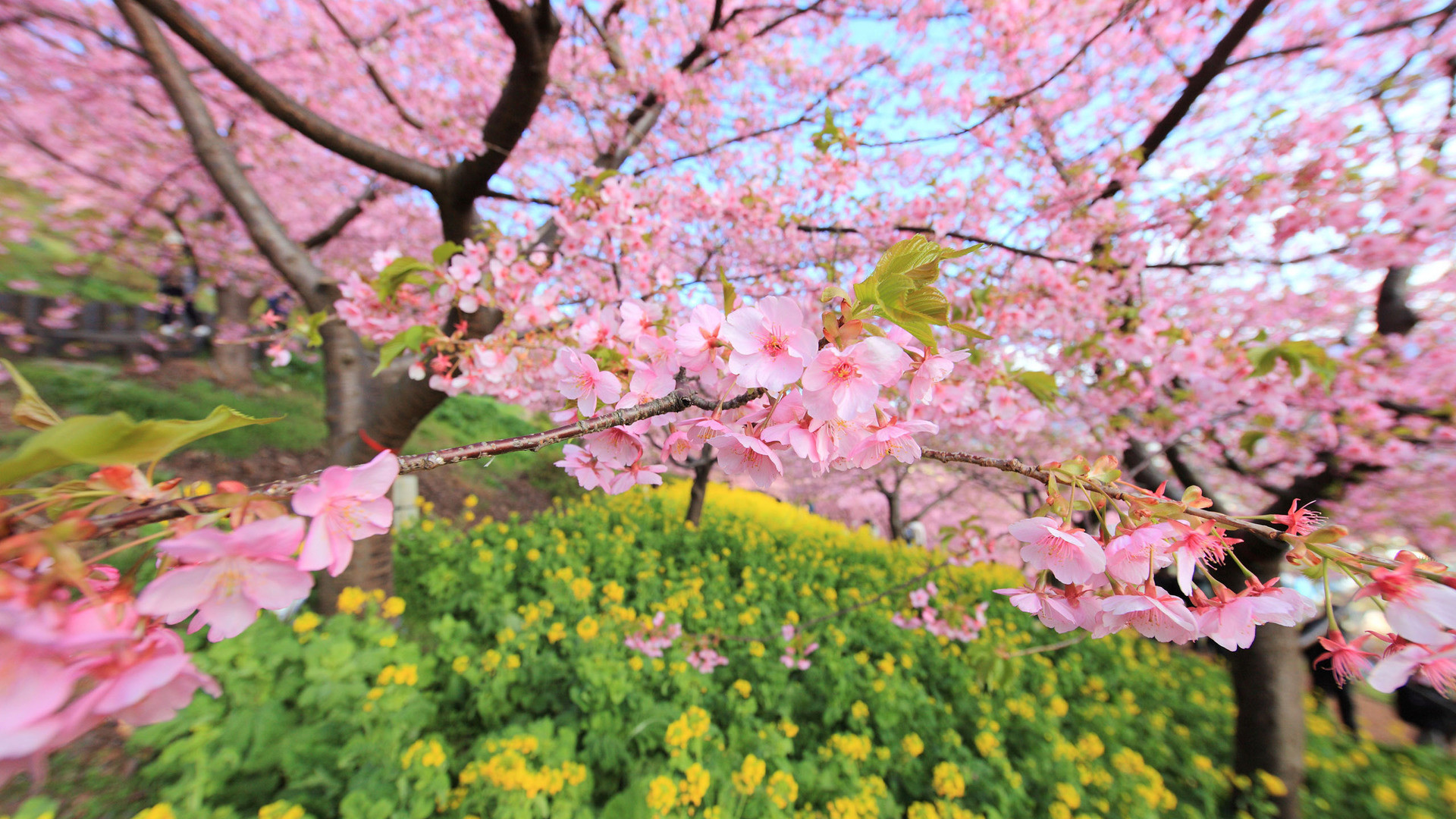 1920x1080 Preview wallpaper spring, bloom, tree, flowers 