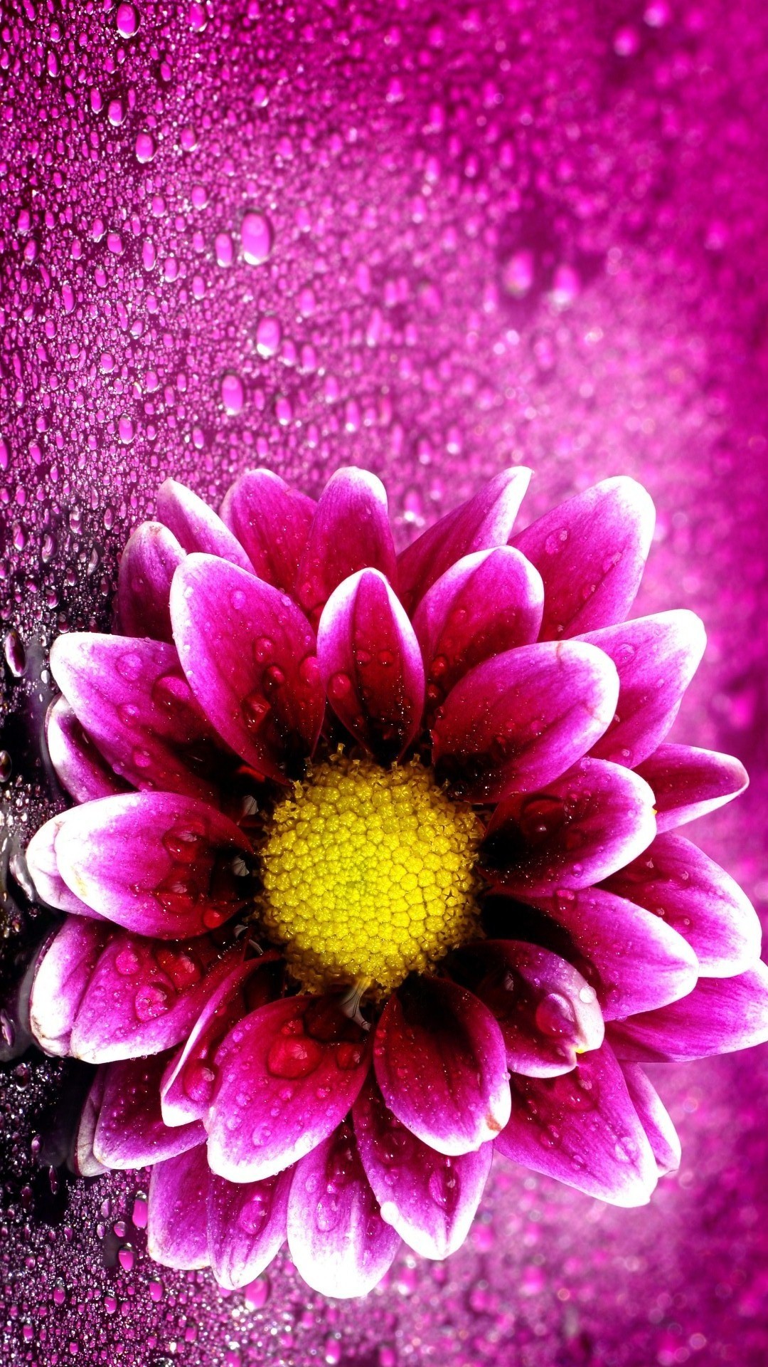 iPhoneXpapers.com | iPhone X wallpaper | bk71-art-flower-rainbow