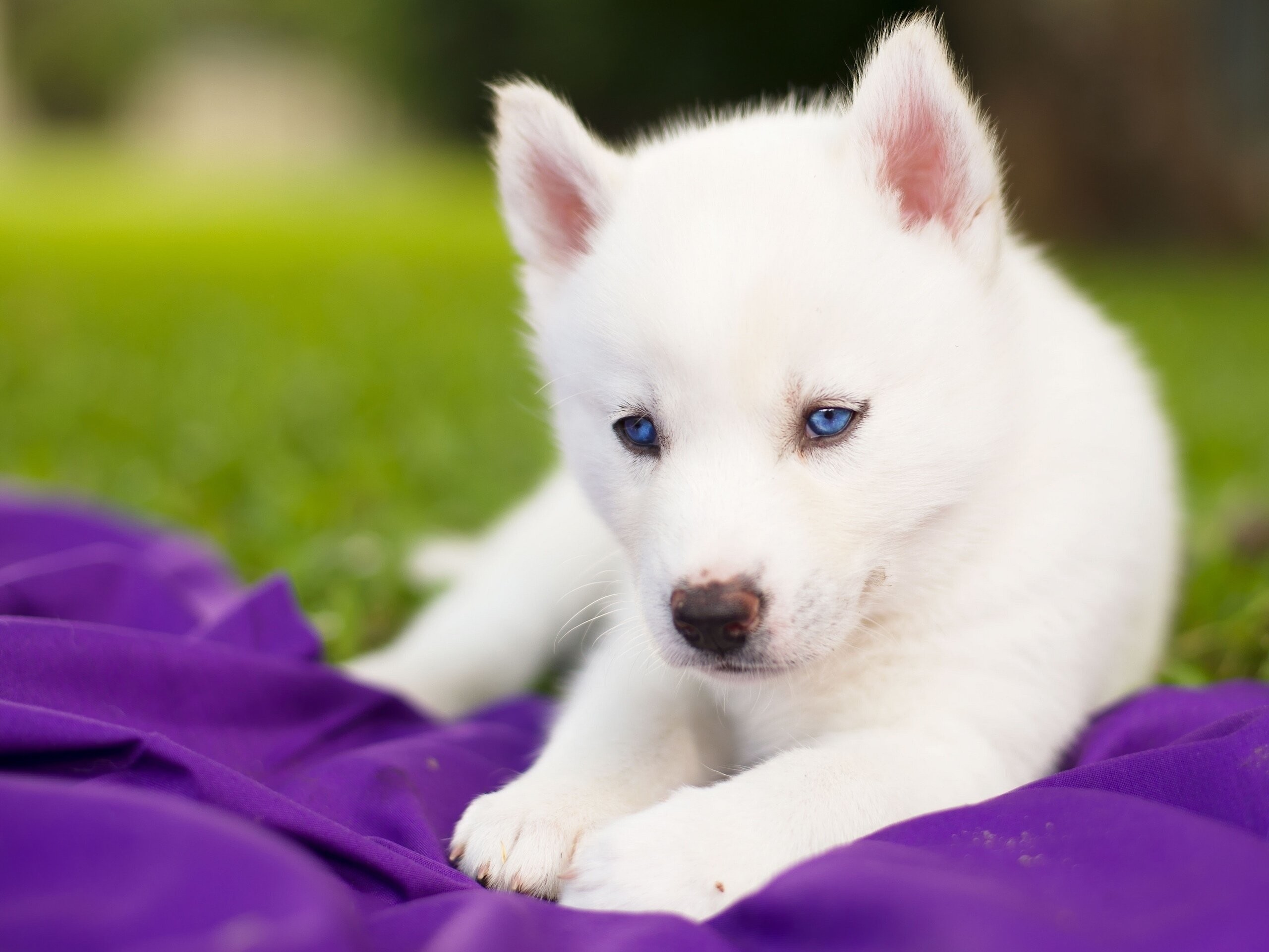 2560x1921 undefined Baby Animal Pictures Wallpapers (48 Wallpapers) | Adorable  Wallpapers | Wallpapers | Pinterest | Baby animals, White husky and Baby  huskies
