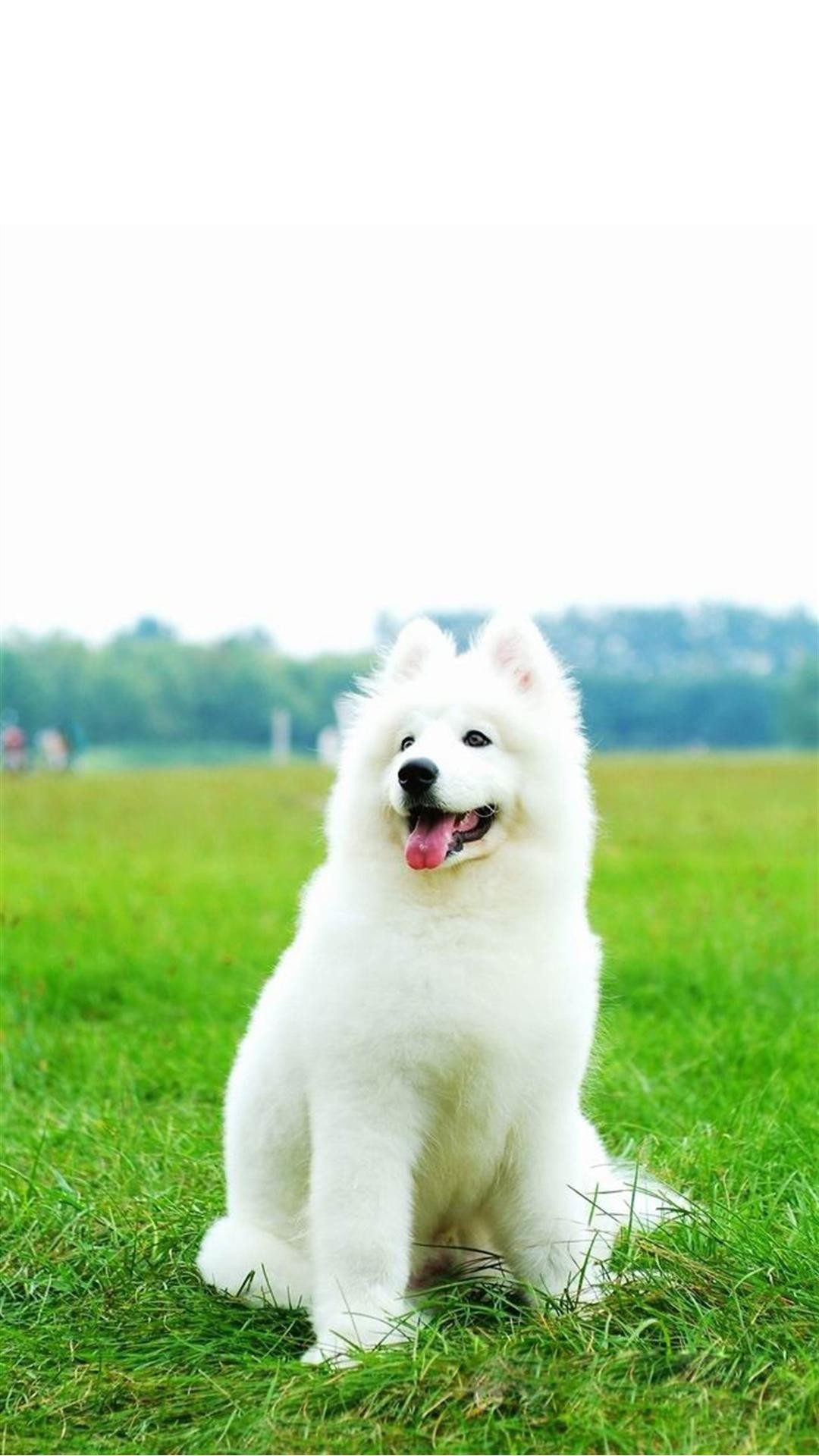 1080x1920 Cute white dog Galaxy Note 3 Wallpapers Galaxy Note 3 Wallpapers