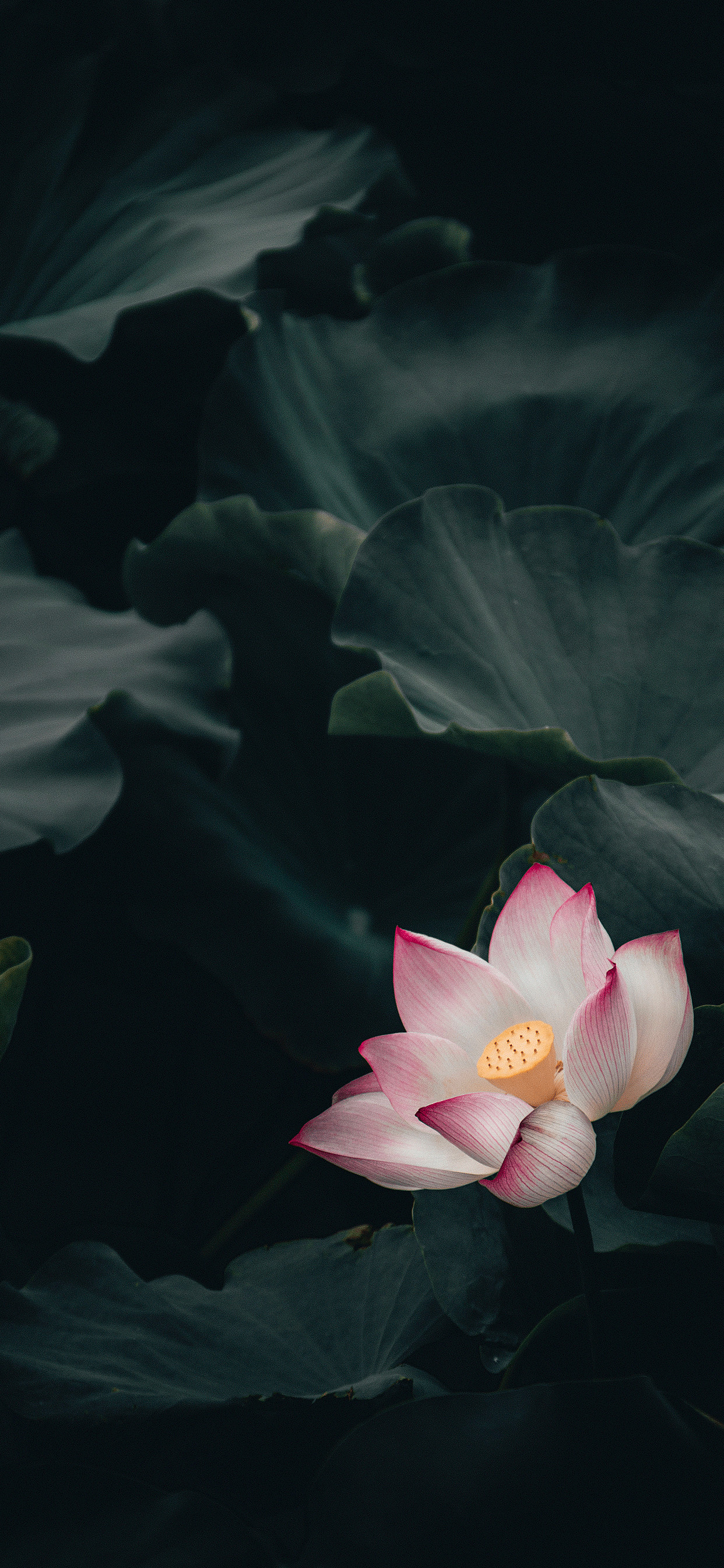 1242x2688 iPhone wallpaper lotus flower Lotus flower