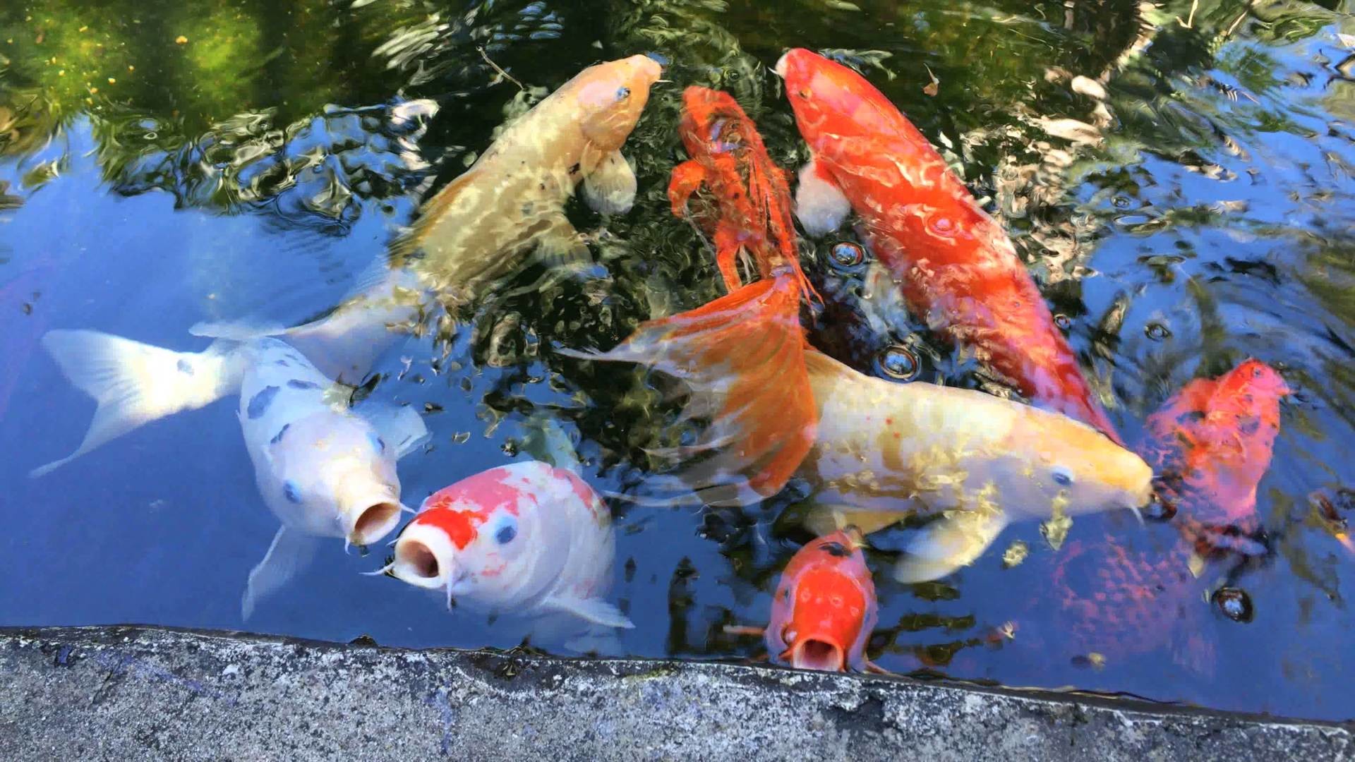 1920x1080 Koi fish pond at Marie Selby Botanical Gardens in Sarasota Florida in 4K