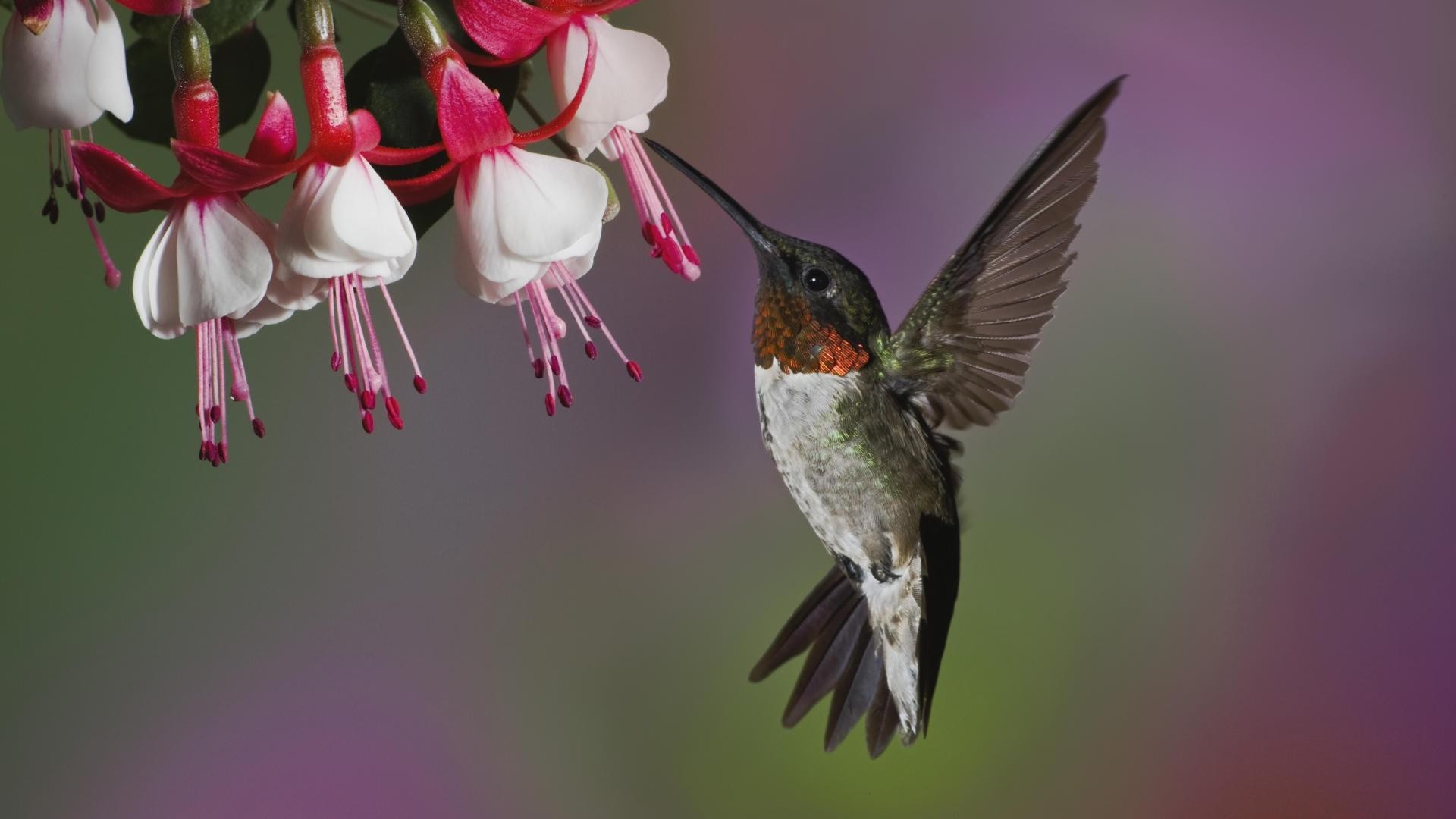 1920x1080 Preview wallpaper hummingbird, bird, flying, beak, flower 
