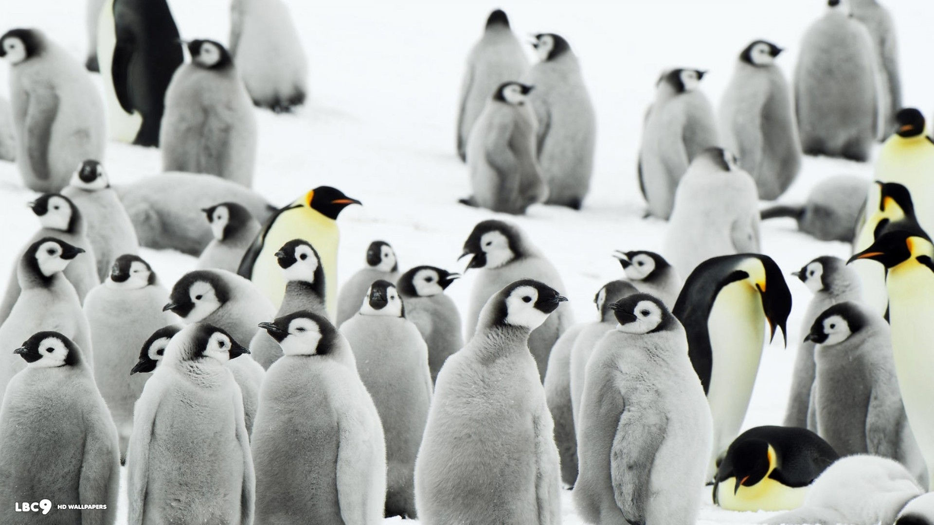 1920x1080 penguins wallpaper 1080p
