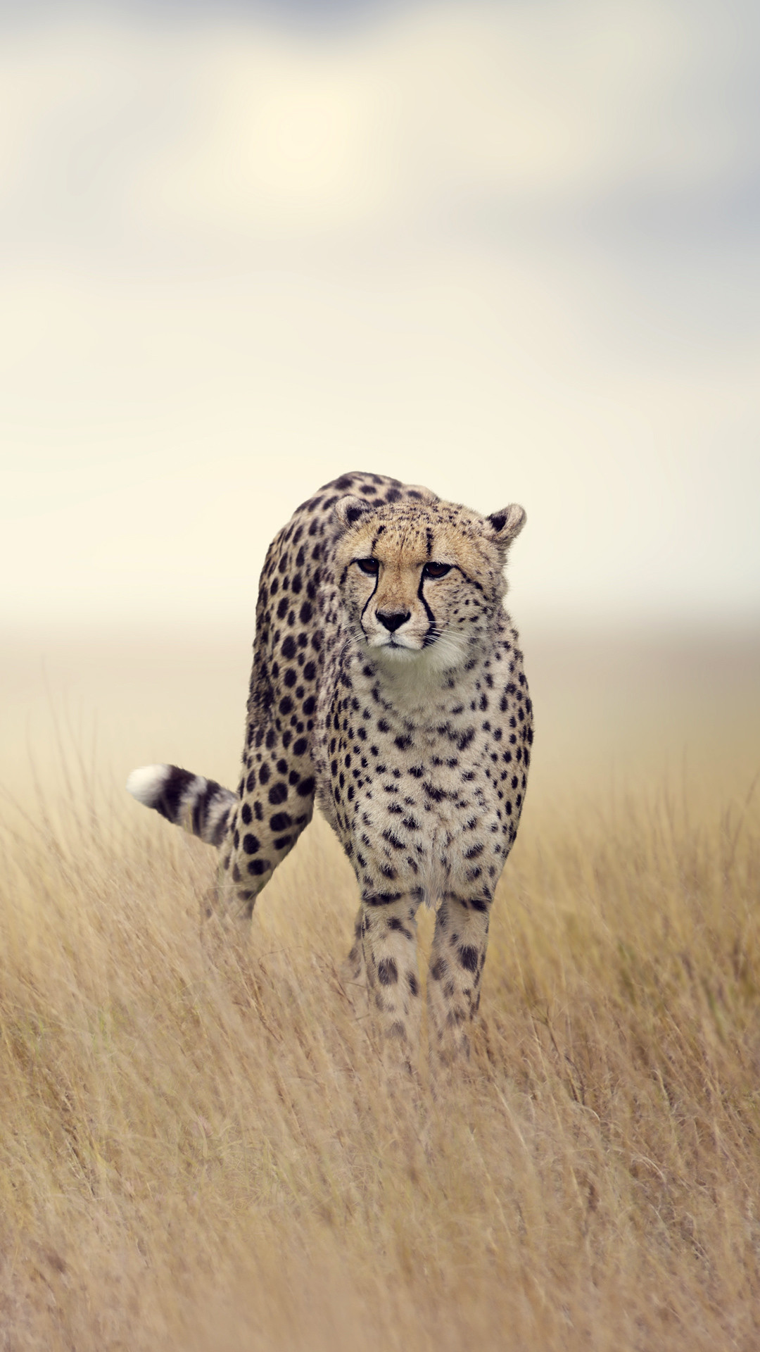 1080x1920 iPhone Cheetah Wallpapers - WallpaperPulse