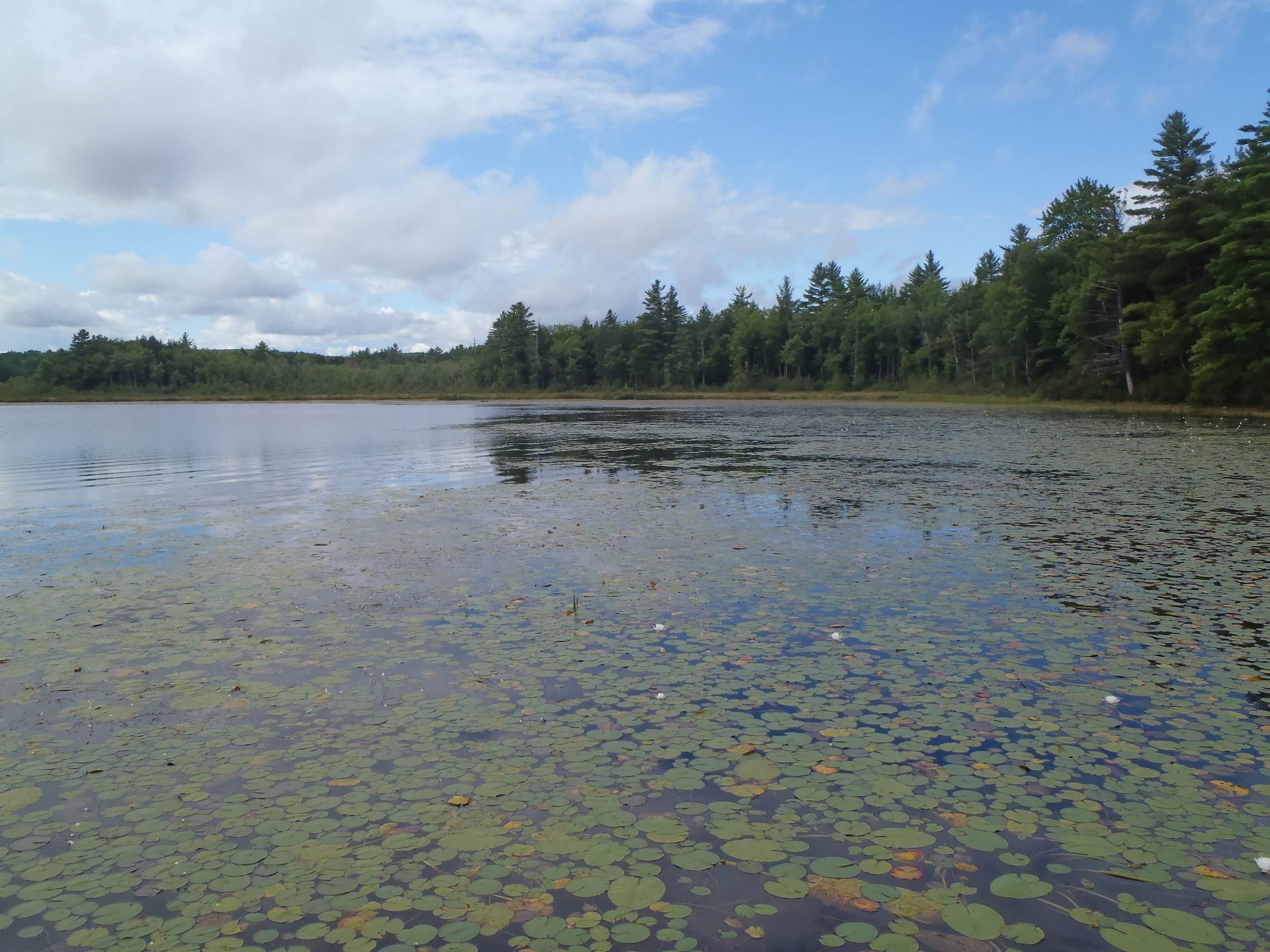 2800x2100 Acres and acres of lilypads on Holt Pond