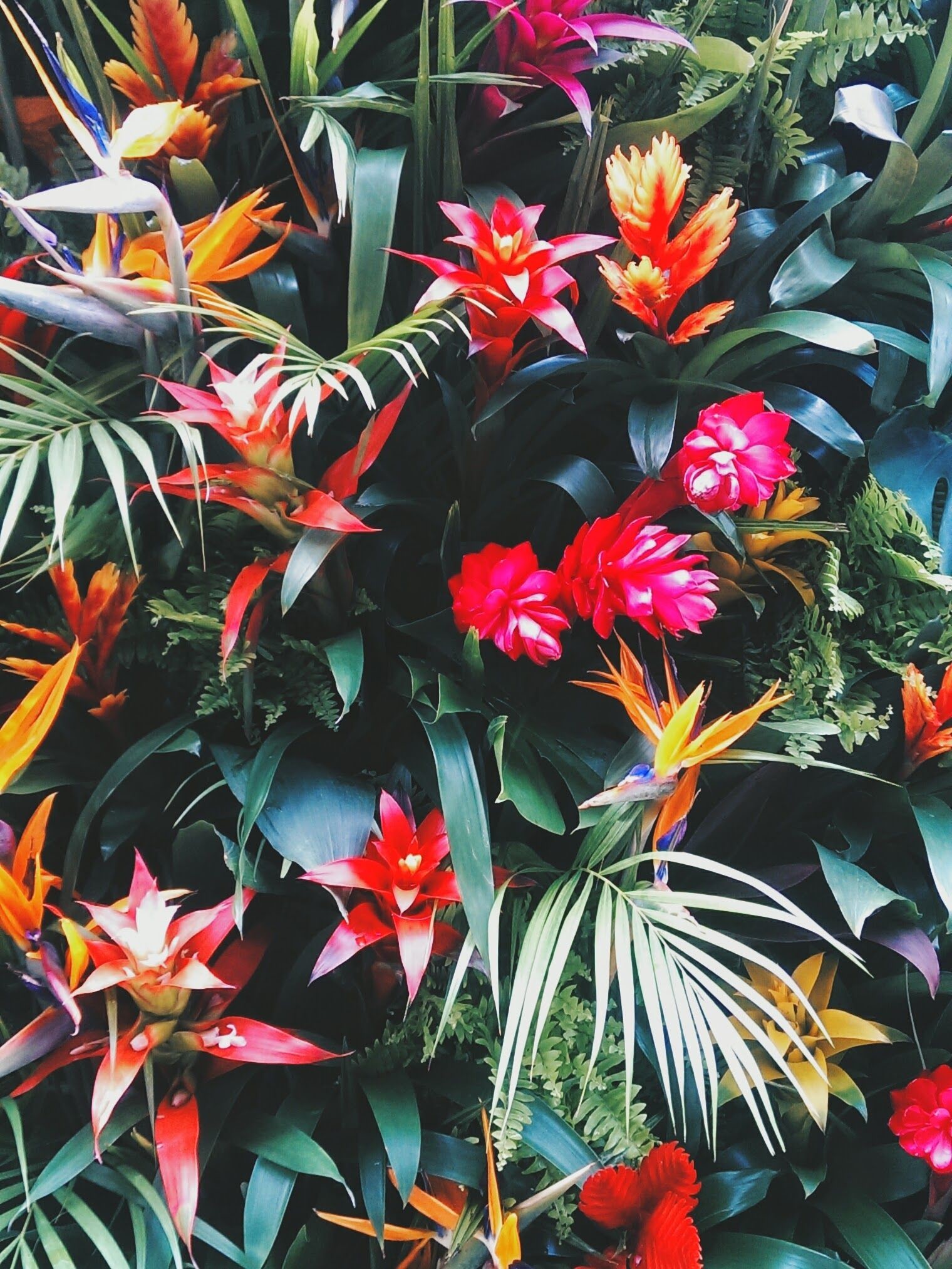 1520x2025 PALM COLORFUL TUMBLR - Chelsea In Bloom Nike Wallpaper Iphone, Palm Tree  Iphone Wallpaper,