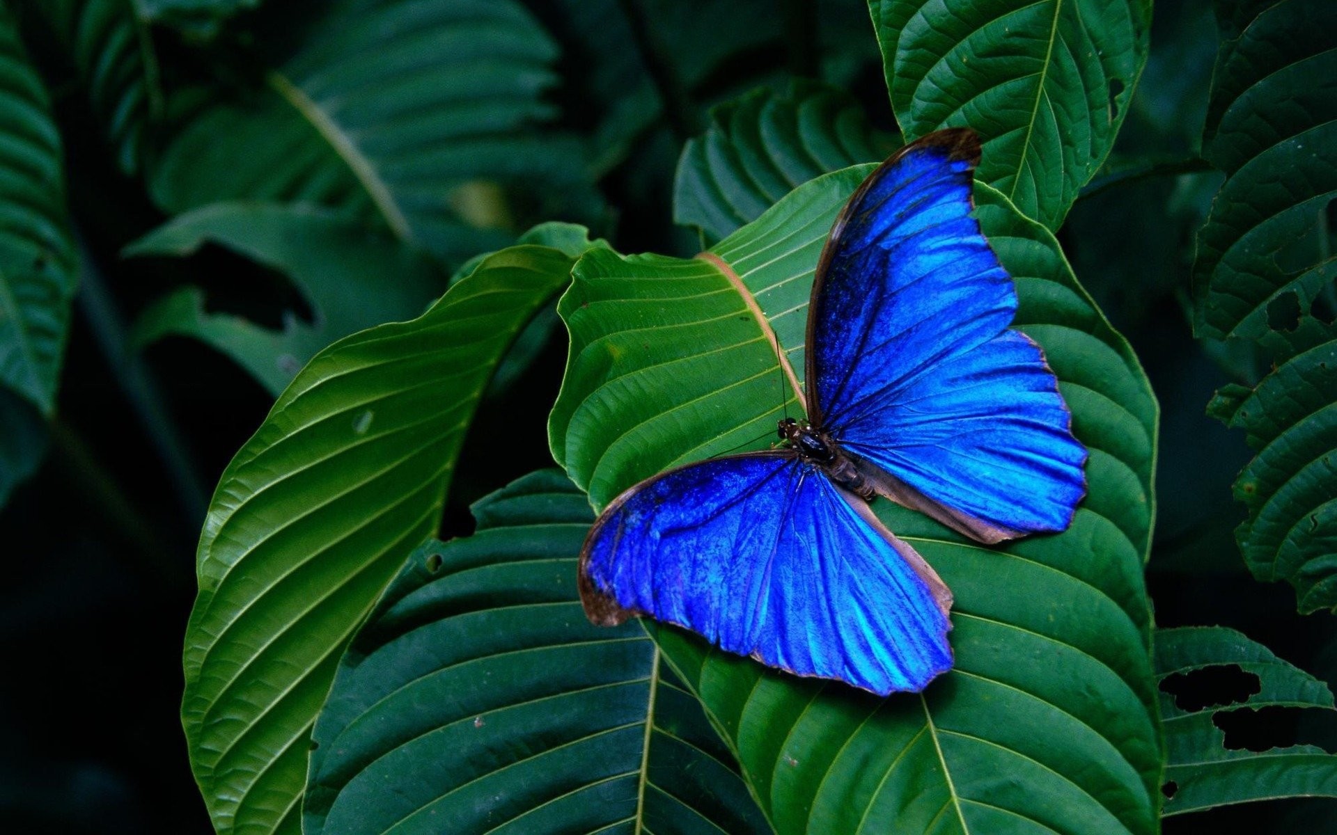 1920x1200 background leaves blue butterfly wings insect