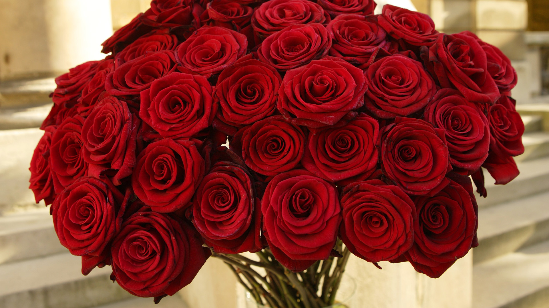 1920x1080 Bunch Of Red Roses Desktop Background. Download  ...
