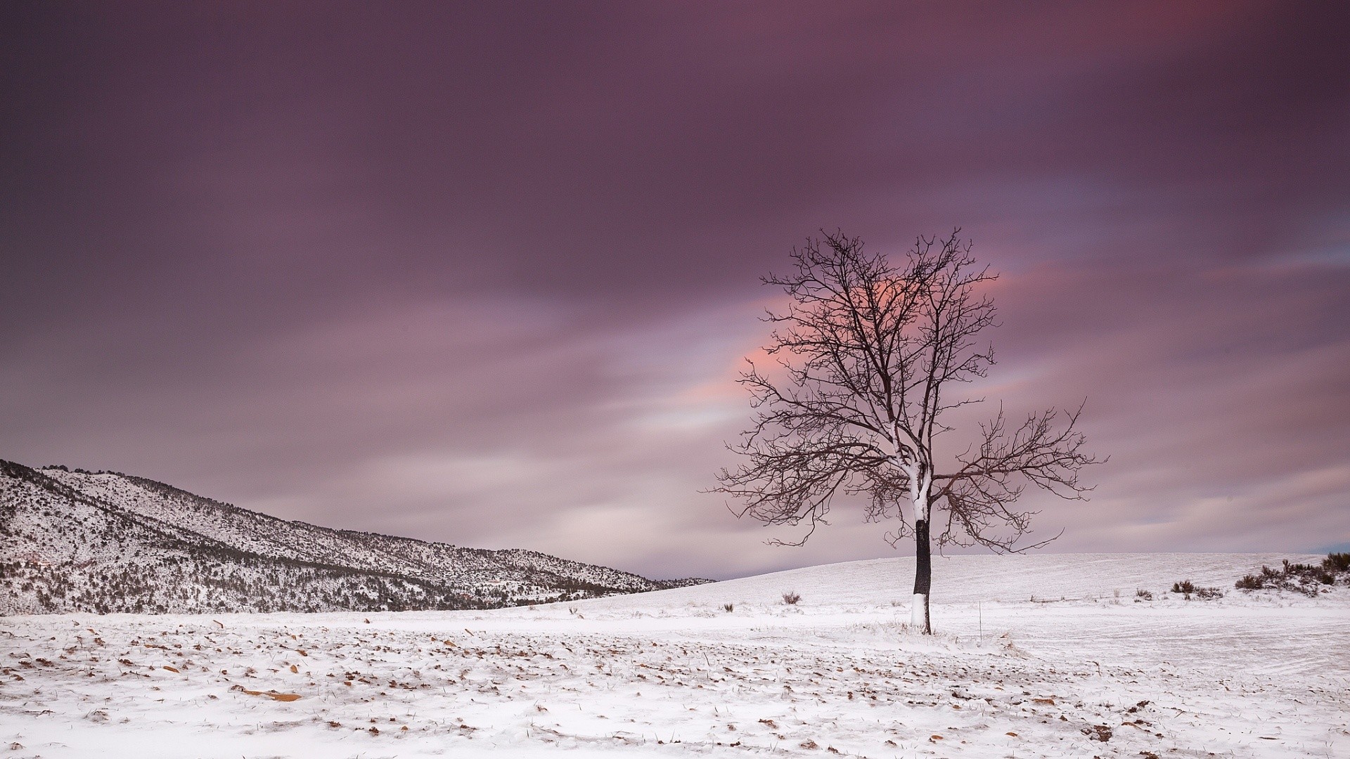 1920x1080 Alone Frozen Tree In Winter Snowy