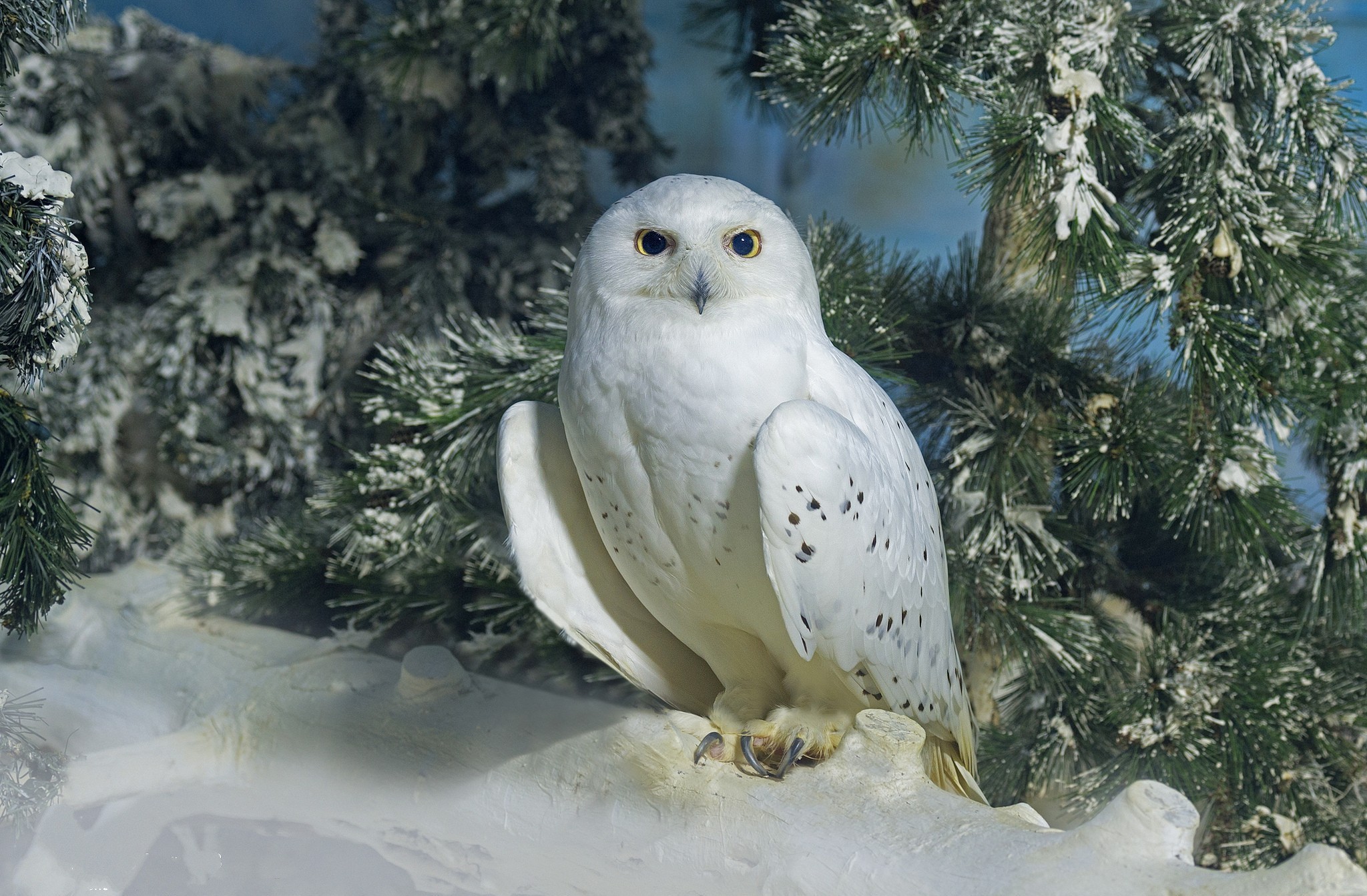 2048x1343 Djur - Snowy Owl Fir Tree Winter Bakgrund