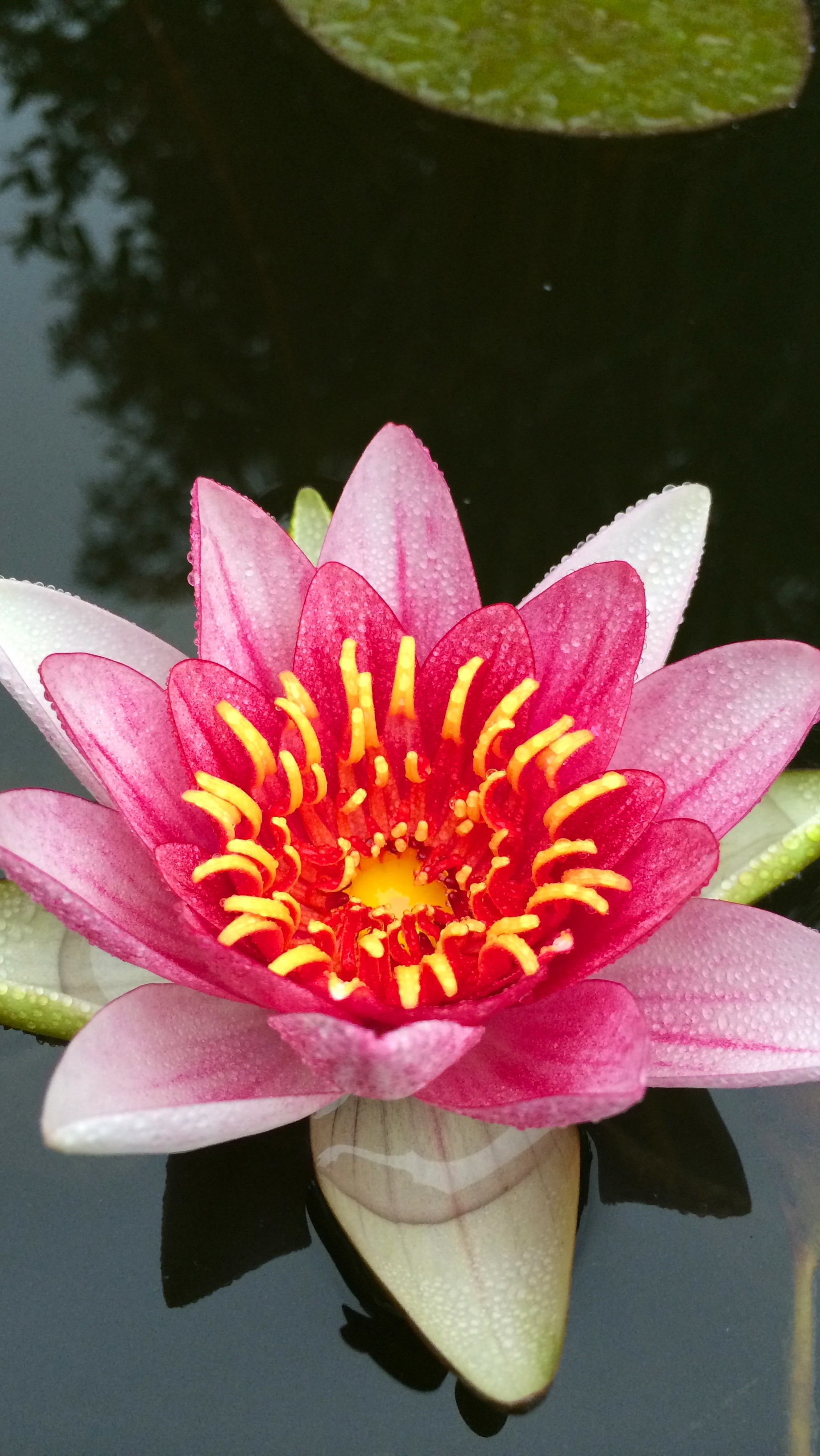 1838x3264 Water Lily Mario Britten iPhone 5 preview ...