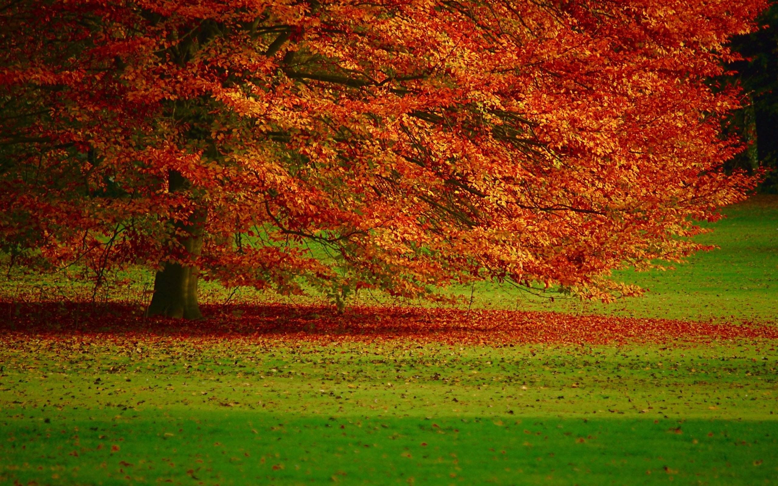 2560x1600 Wallpapers Backgrounds - Autumn Landscape Mac Desktop Background Fall
