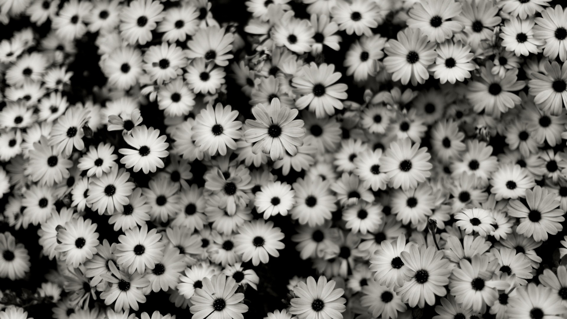 1920x1080 Preview wallpaper black white, flowers, grey, daisies 