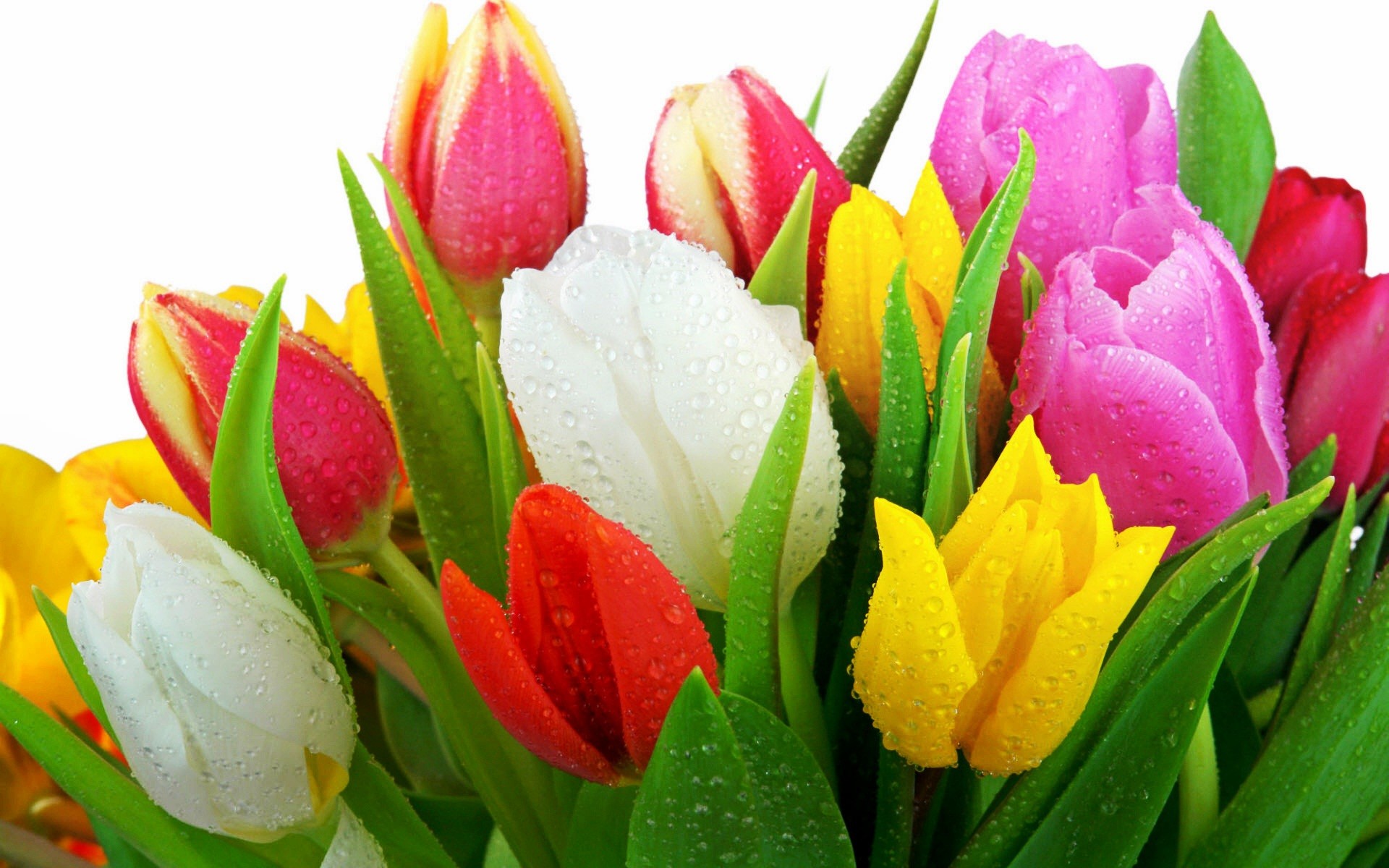 1920x1200 Gorgeous White Yellow Pink And Red Tulip Flowers Wallpaper