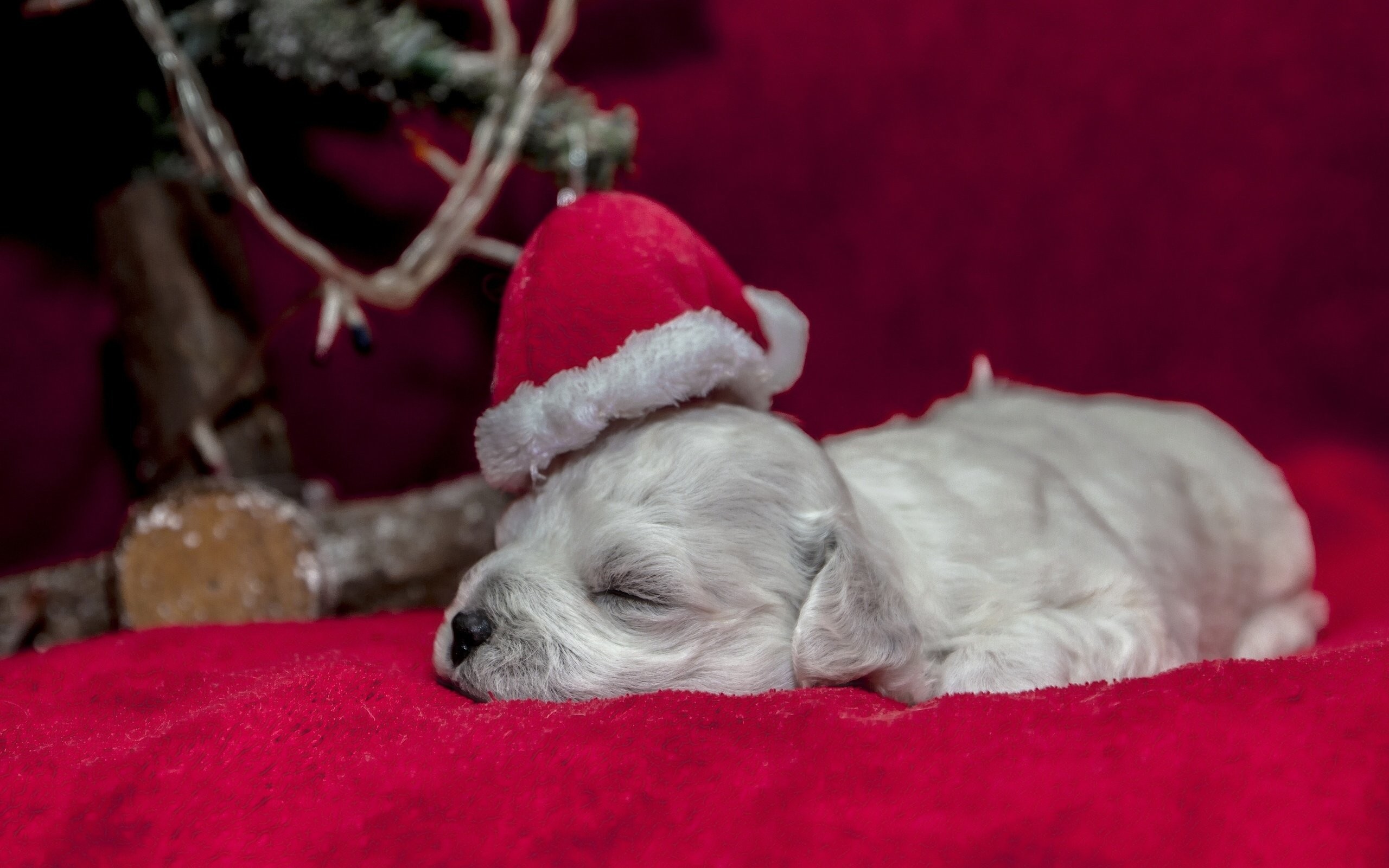 2560x1601 Dog puppy sleep sleep cap christmas holiday baby wallpaper |  |  560004 | WallpaperUP