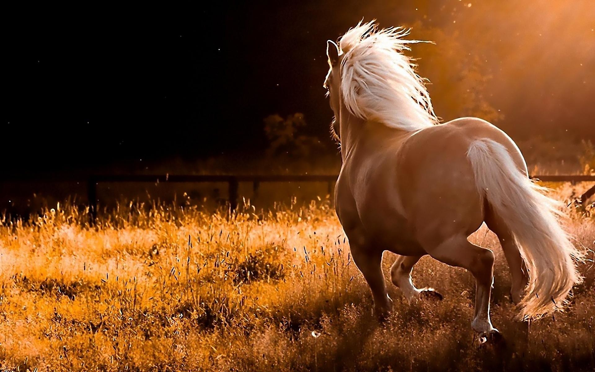 1920x1200 Horse Sunset Wallpapers High Quality