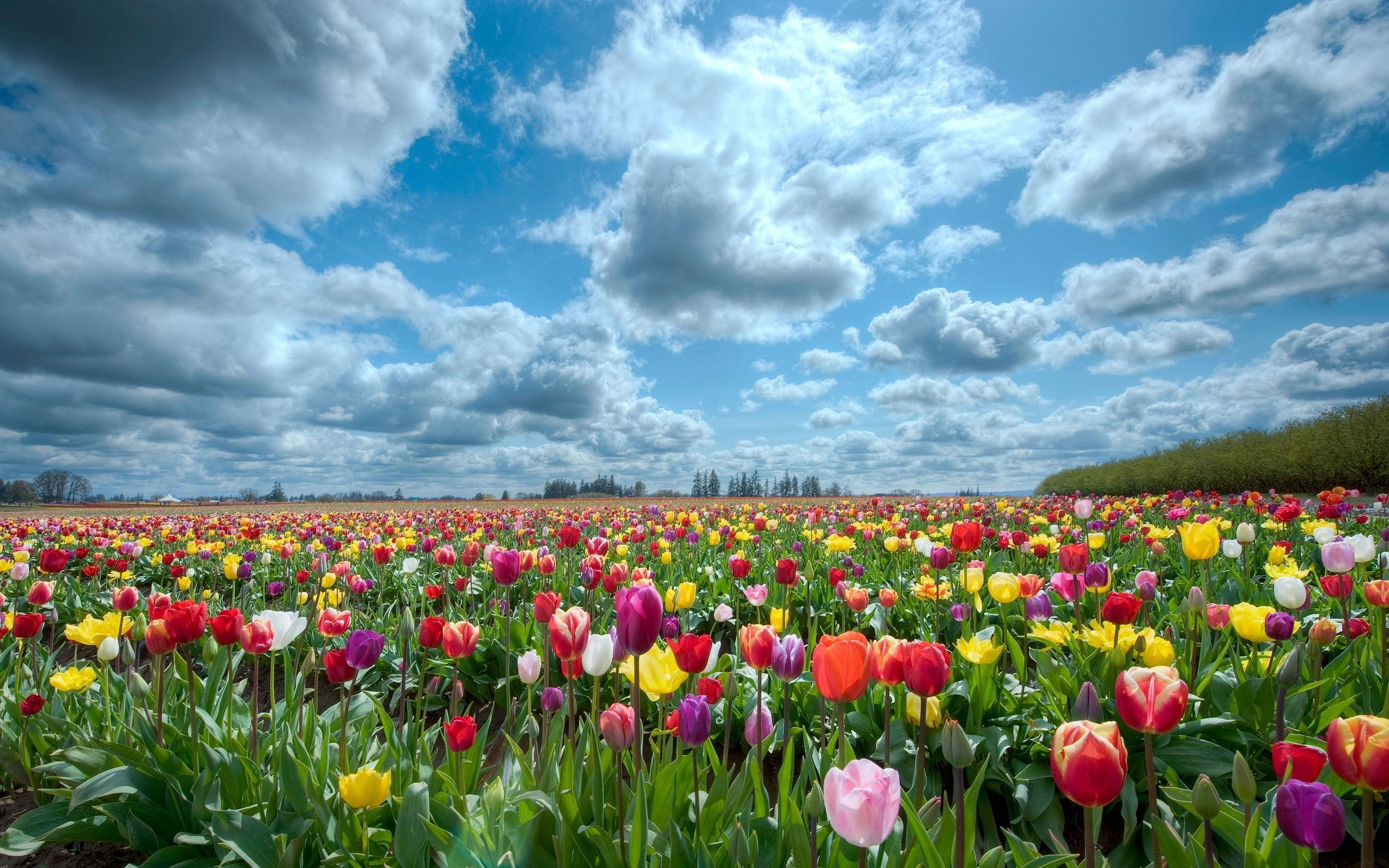 2560x1600 Tulips scenery Wallpapers | Pictures