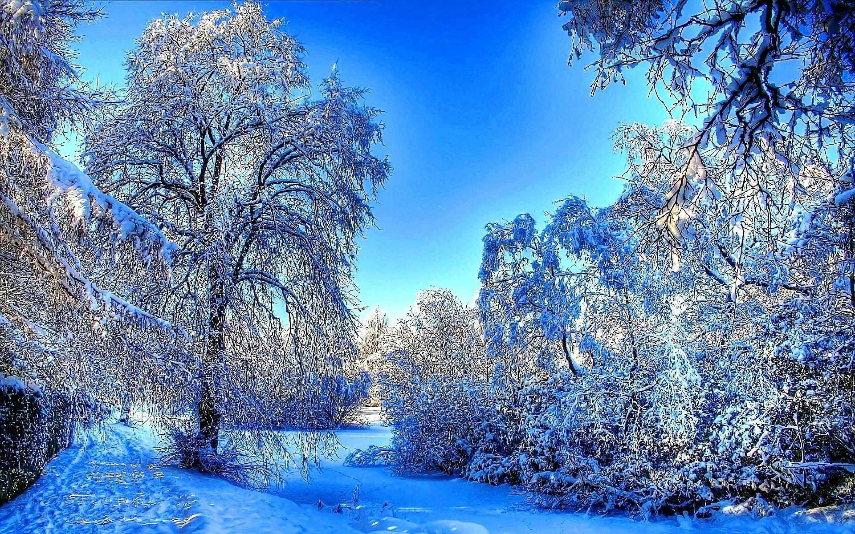 2880x1800 Rivers Forest Winter River Snow Nature Wallpaper Computer