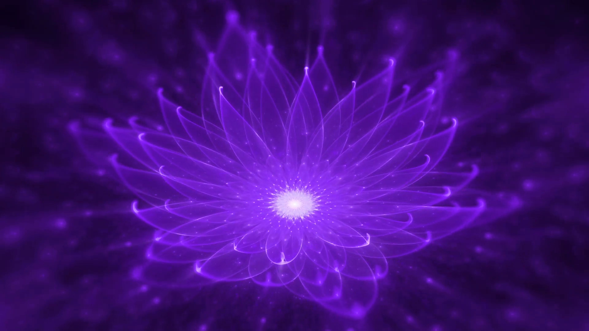 1920x1080 ... Magic scene - Space flower, purple and violet lotus, starry lights,  fairy dust, tranquil scene, serene motion on black background, animation,  30fps, ...
