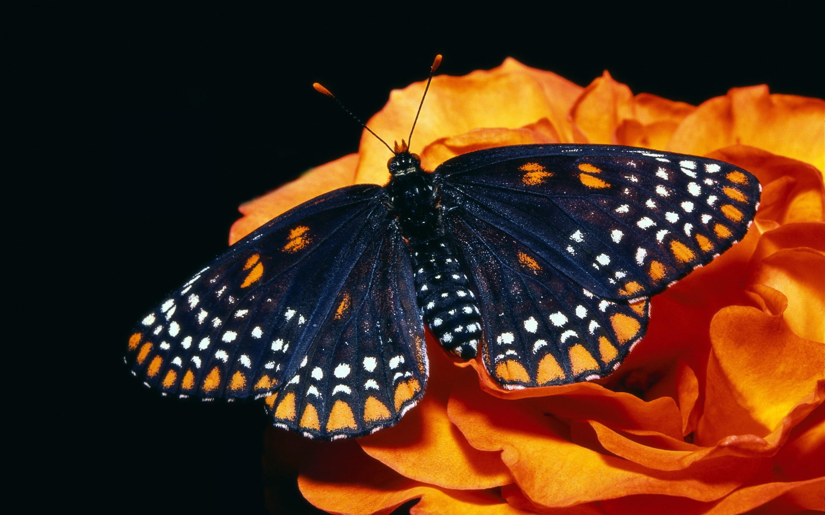 2880x1800 Black Butterfly Desktop Backgrounds