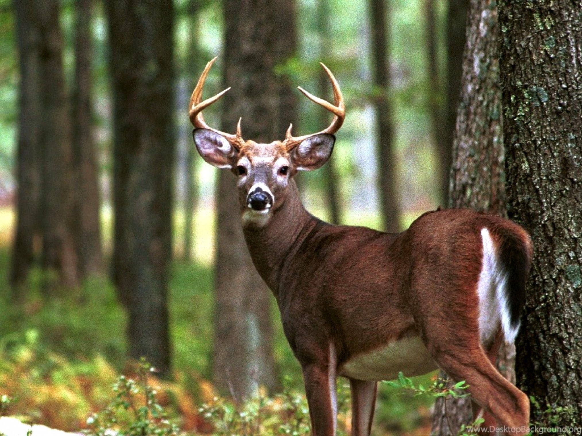 big-buck-backgrounds-58-images