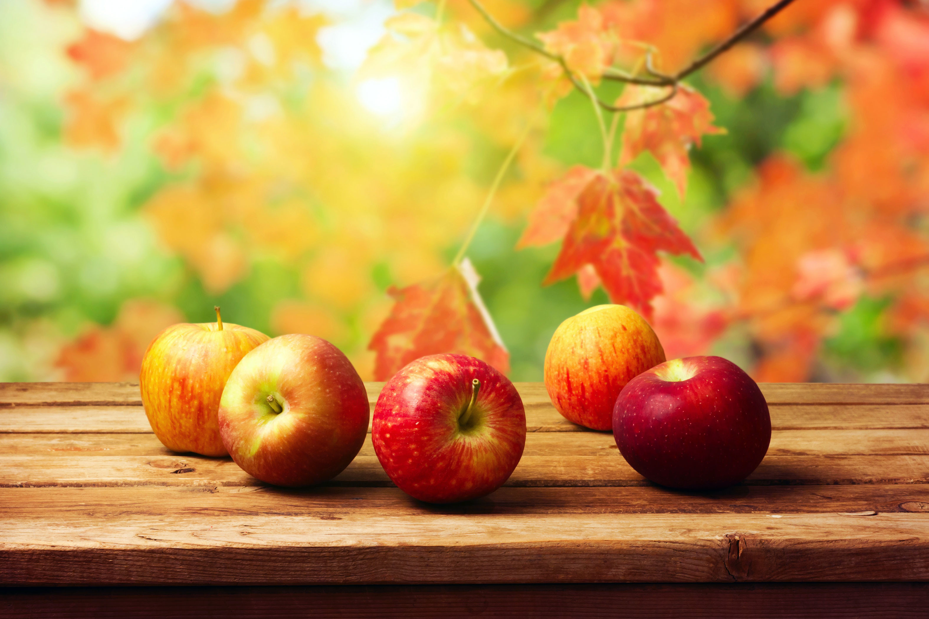 3150x2100 Fall Background With Apples Free Wallpaper