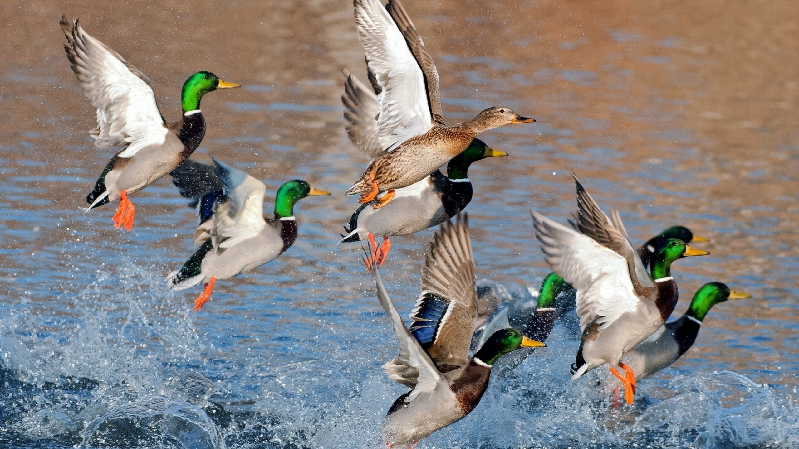2560x1440  Wallpaper ducks, splash, flying, river, lake