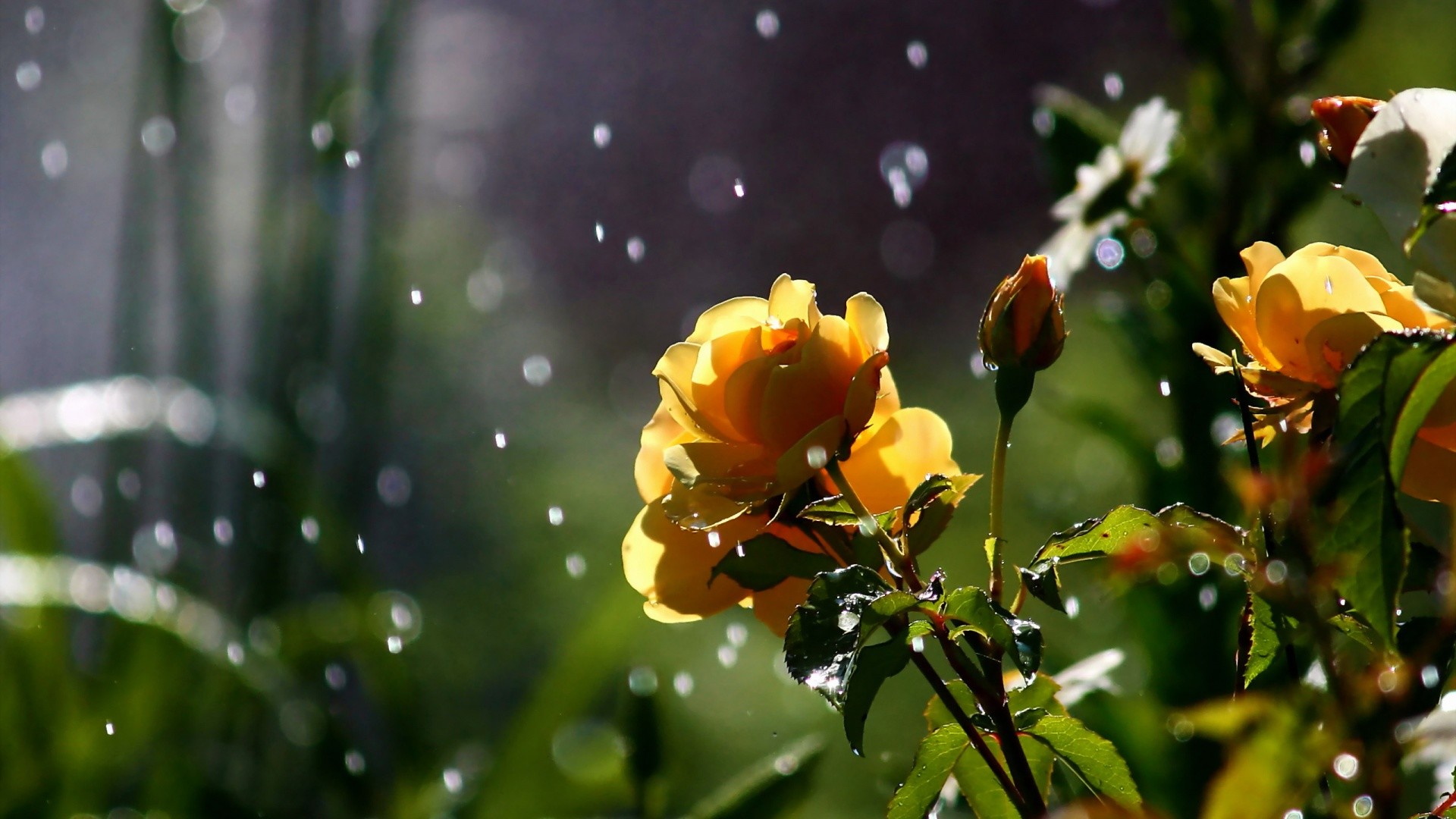 1920x1080 Rose in the Rain HD 1080p Wallpapers Download