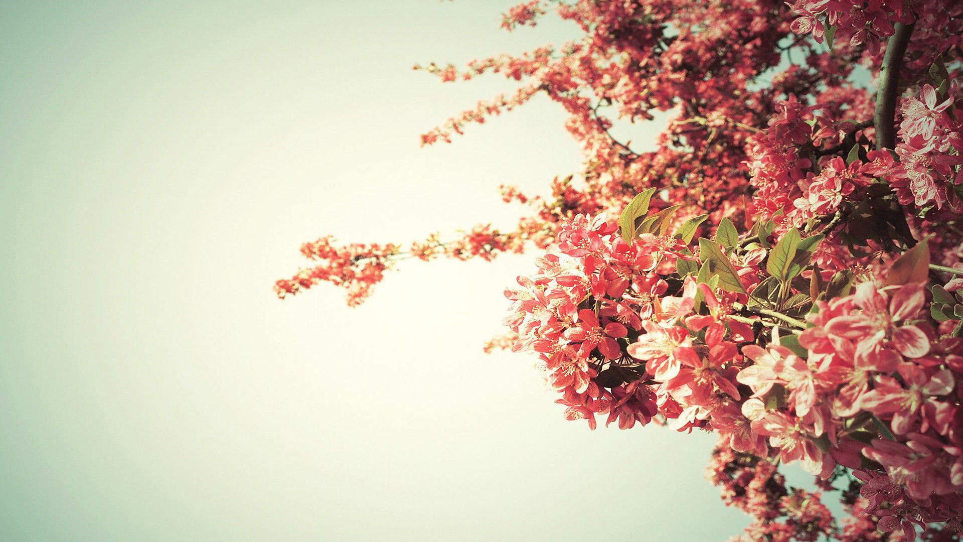 1920x1080 Spring tree blossoms HD Wallpaper  Spring ...