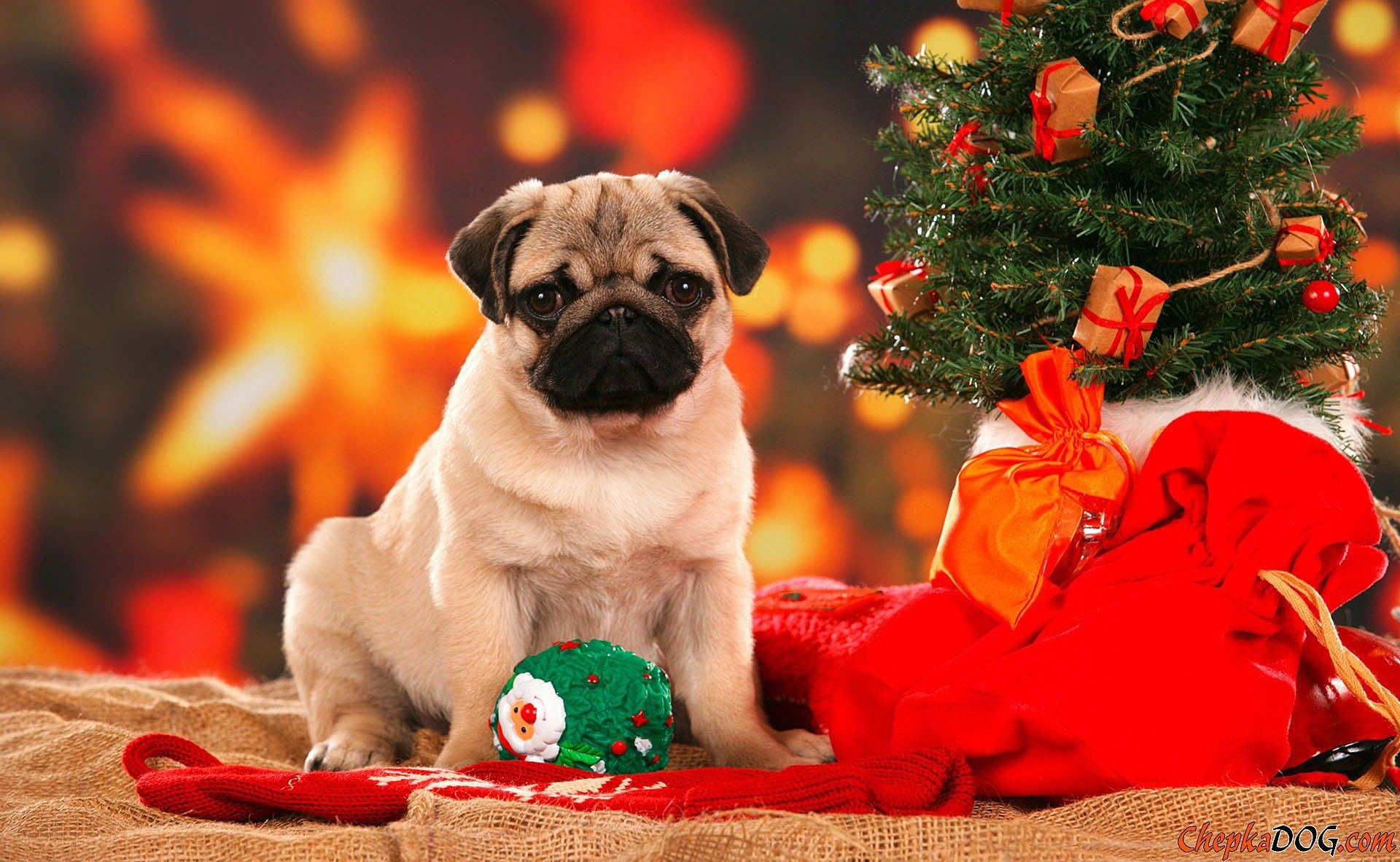 1920x1182 Download your favorite Christmas dogs wallpaper from our list. Dogs are  very happy during Holiday time, especially in Christmas, because they can  feel the ...