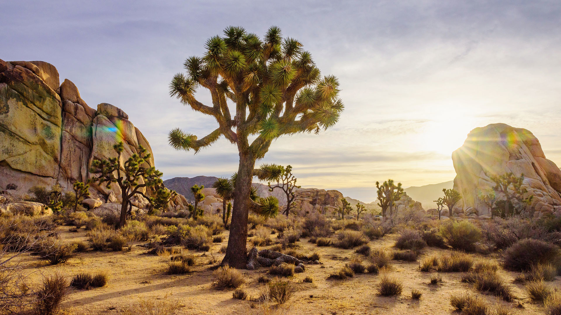 Download Joshua Tree National Park Ultra HD Wallpapers 8K Resolution  7680x4320 And 4K Resolution Wallpaper 