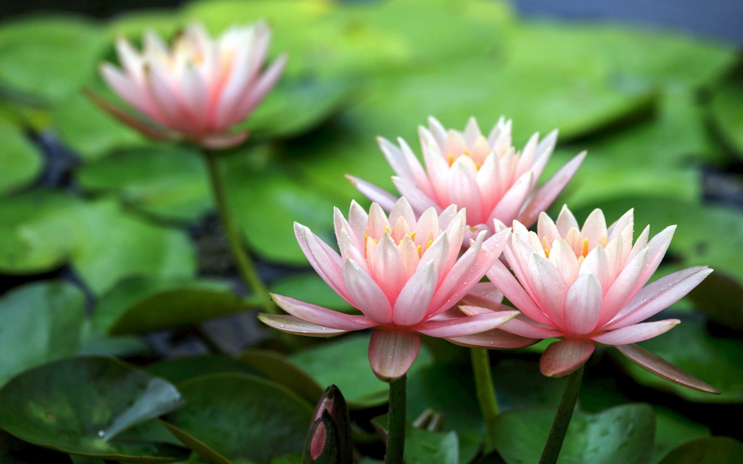 2560x1600 Lotus Flower Beautiful High Quality HD Wallpapers ...