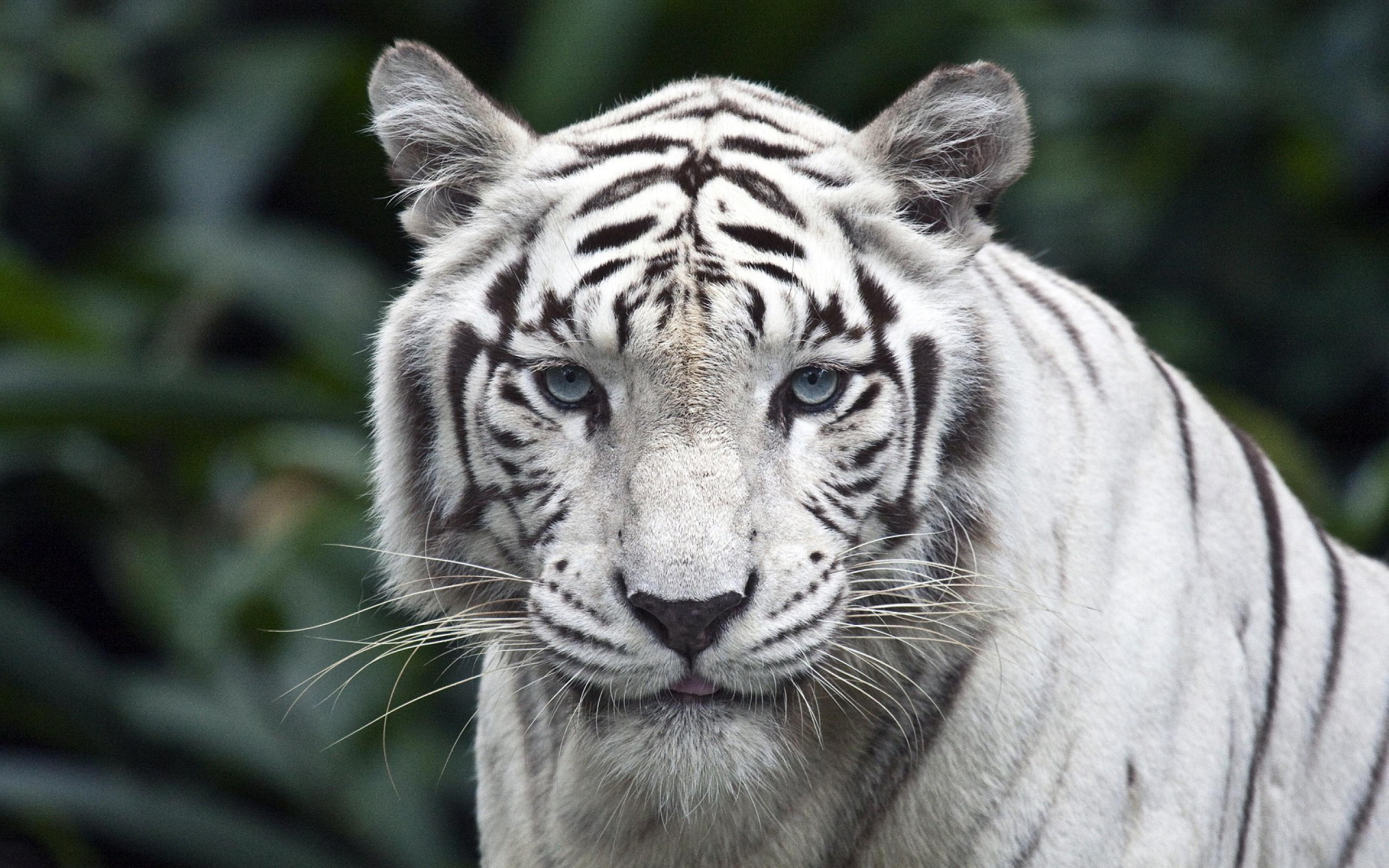 2560x1600 white tiger background. Â«Â«