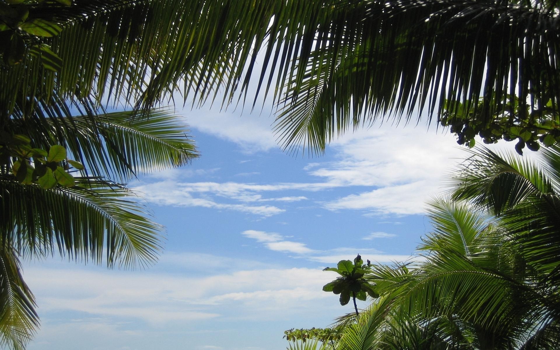 1920x1200 Palm trees, Sky, Branches, Green, Azure, Background wallpaper and background