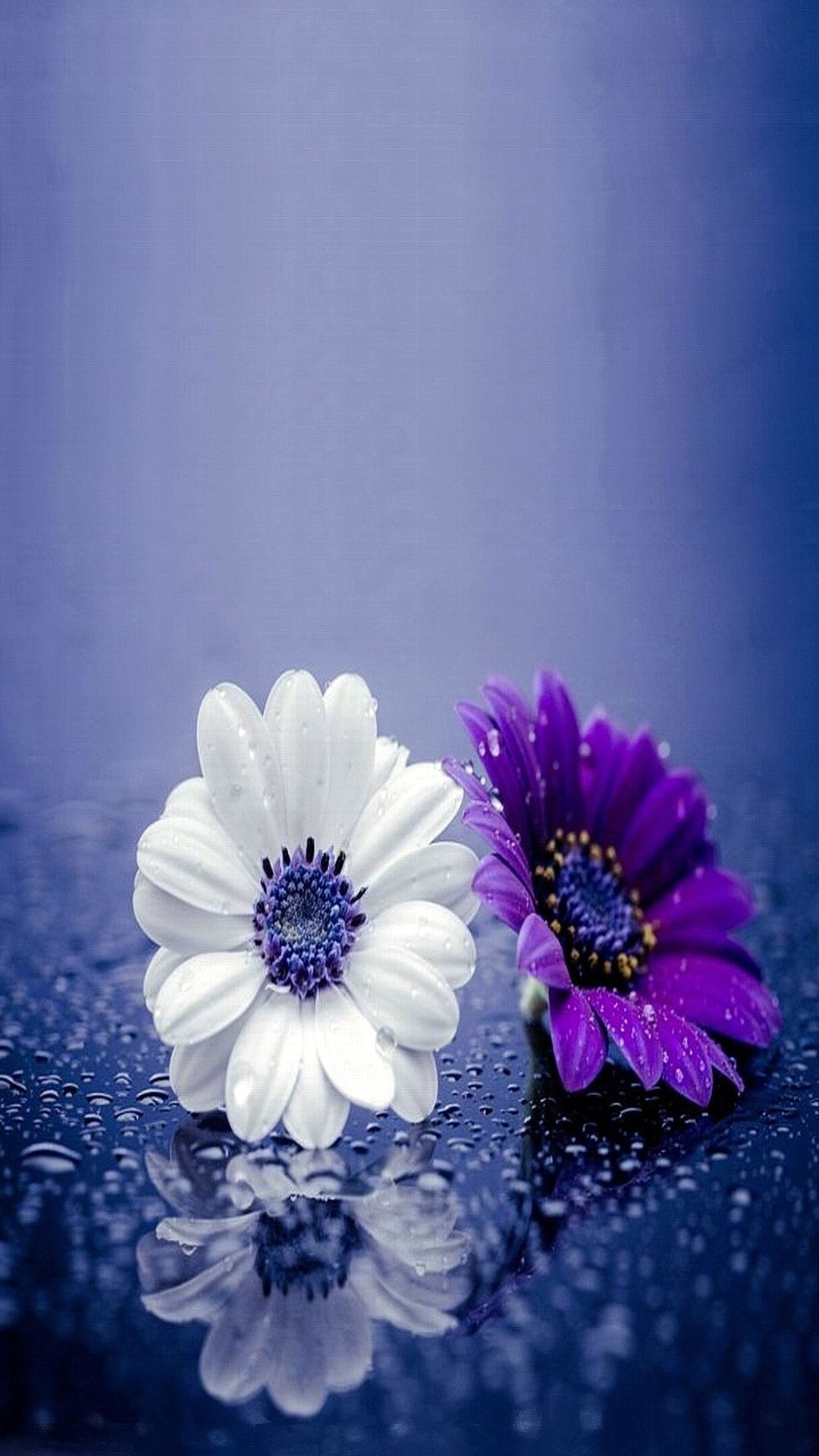 1080x1920 Nice flowers 1080 x 1920 Wallpapers available for free download.