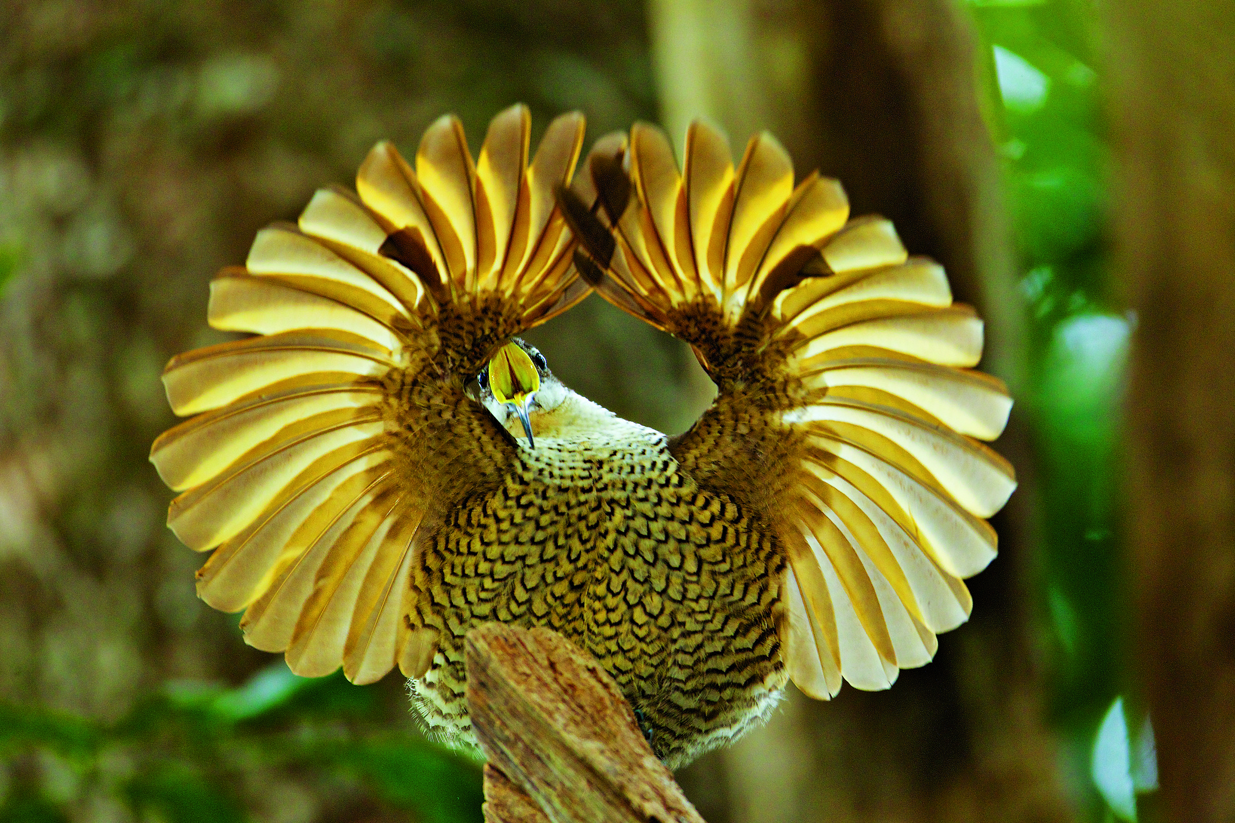 2400x1600 Birds of Paradise - Paradise Riflebird (Ptilorisparadiseus). Here, a  subadult male practices the circular-wing pose used by adult males when  courting a ...