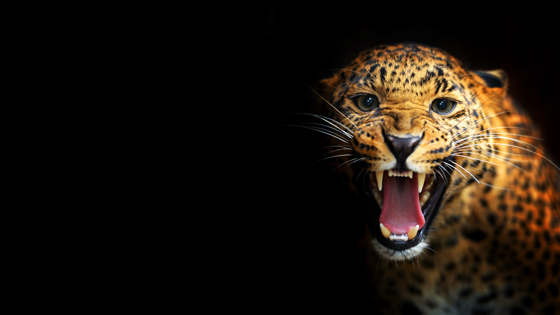 1920x1080 ... WallpaperSafari Animals Leopard Wallpapers HD Images $ New Pictures For  Free Download ...