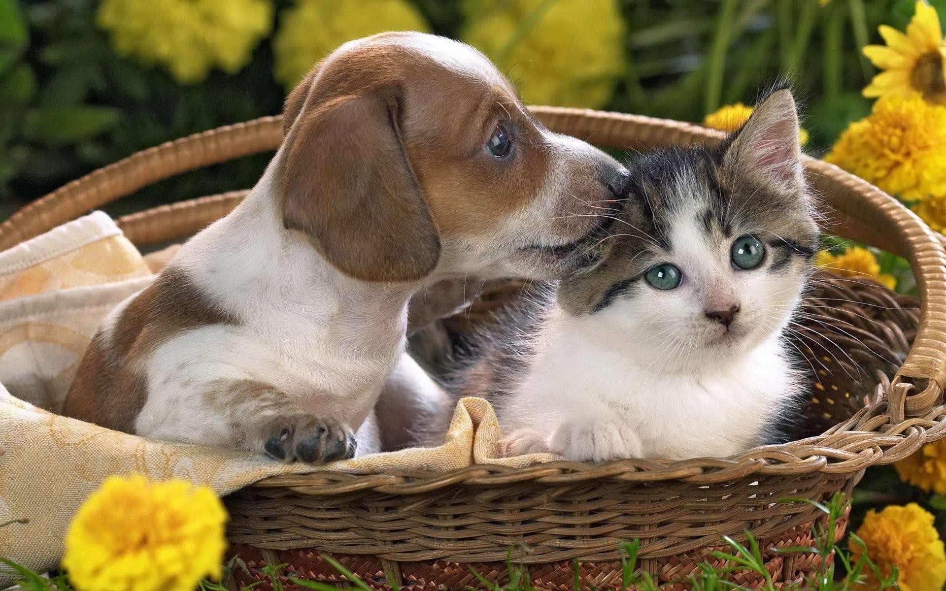 1920x1200 Puppy and kitten wallpapers and images - wallpapers, pictures, photos