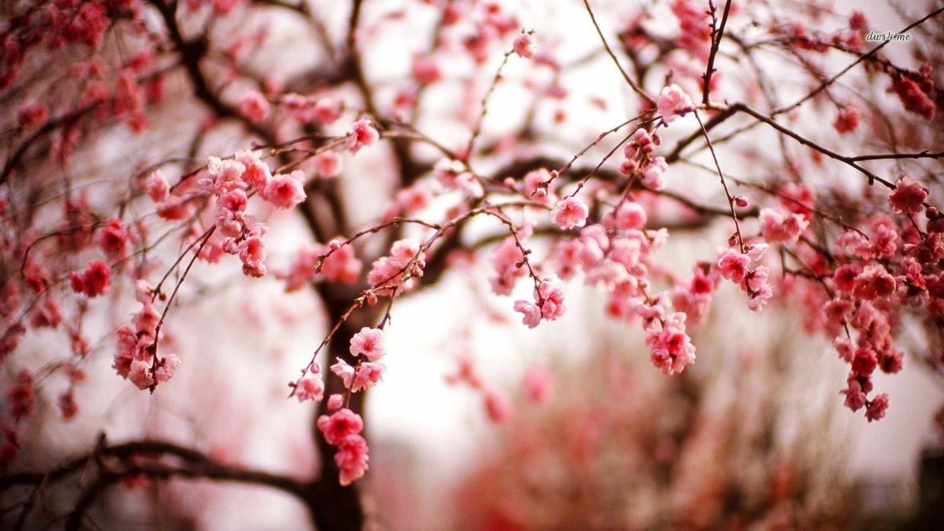 1920x1080  sakura spring flower wallpapers of cherry blossom