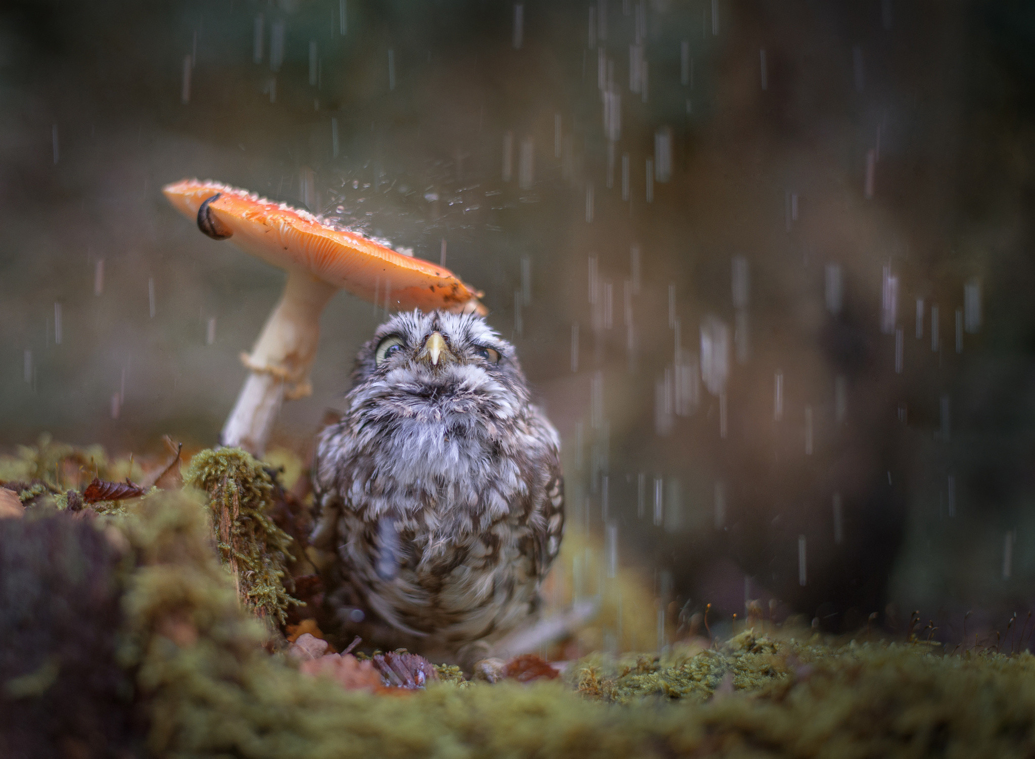2048x1501 bird, owl, chick, rain, mushroom
