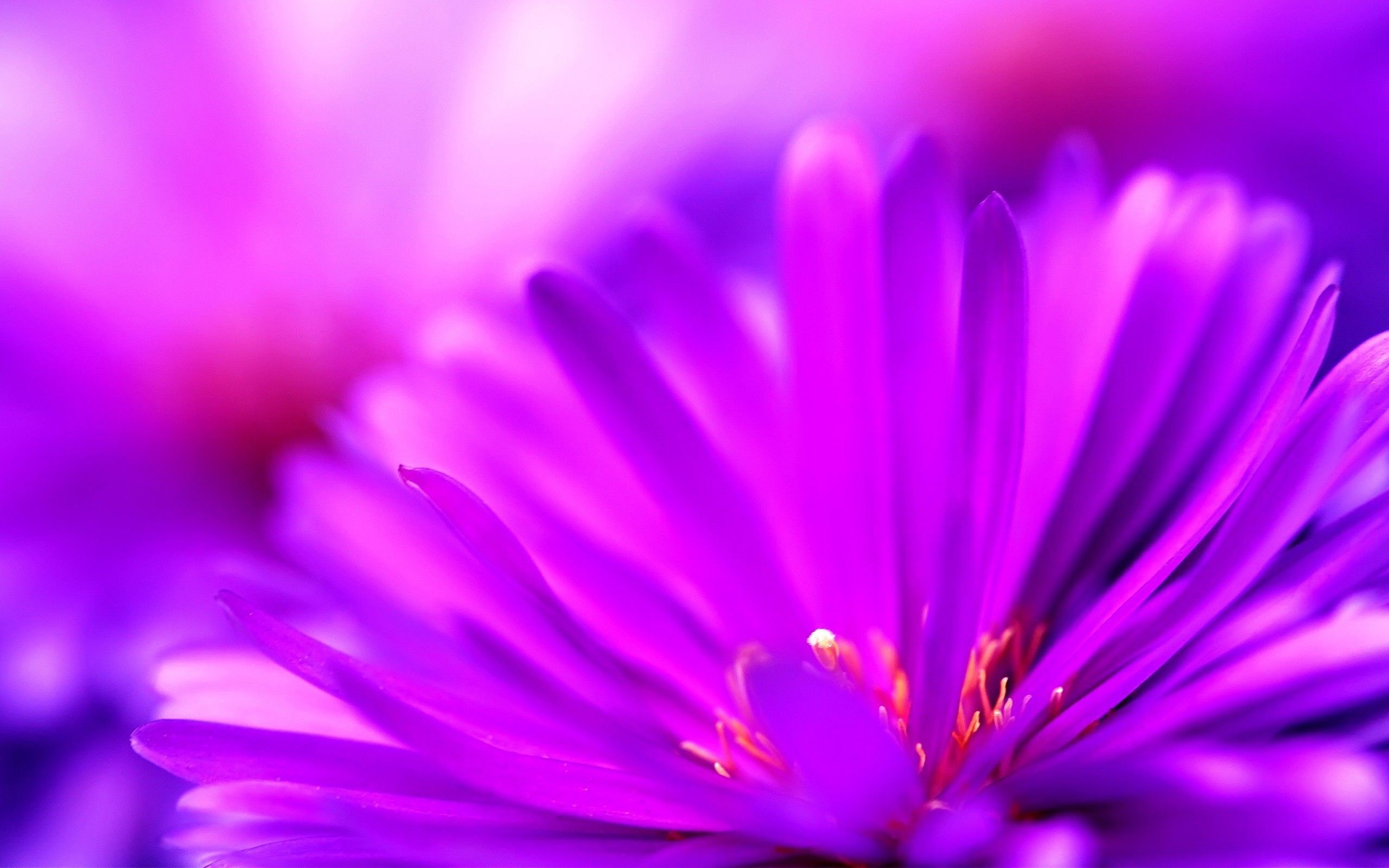 2560x1600 Gallery for - cute purple flowers backgrounds