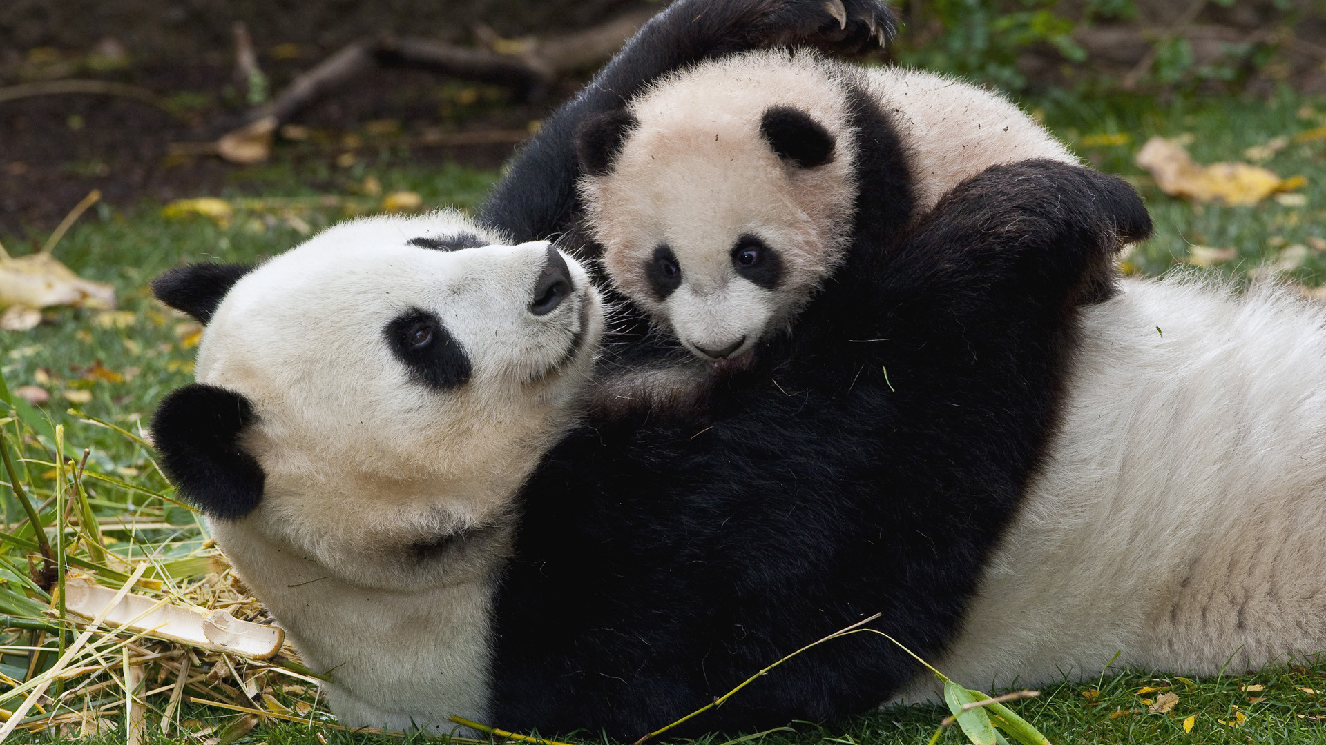 1920x1080 Giant Panda Mother And Cub
