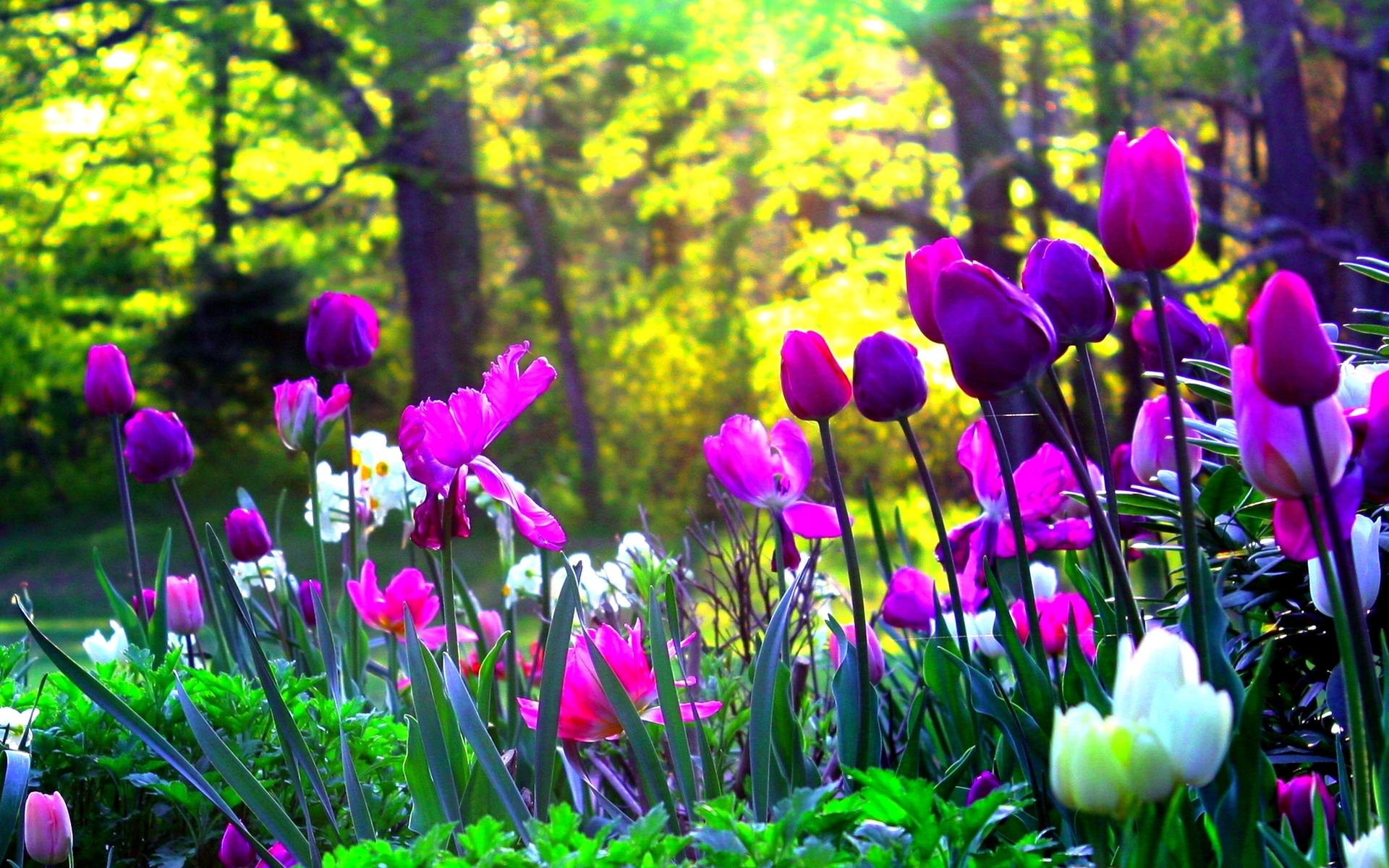 1920x1200 Pink And Purple Tulips HD desktop wallpaper High Definition