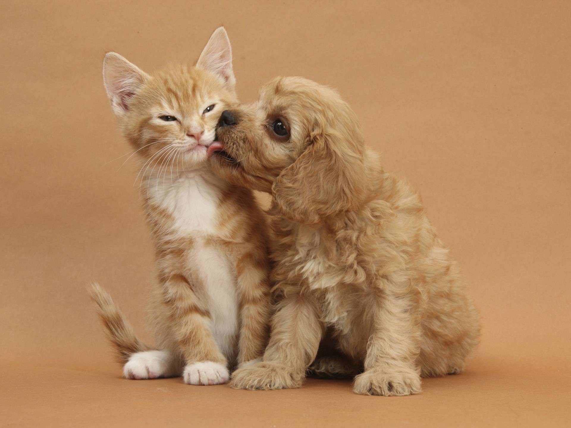 1920x1440 Cute dog and cat - Dogs Wallpaper how to train your dog Check out the  information