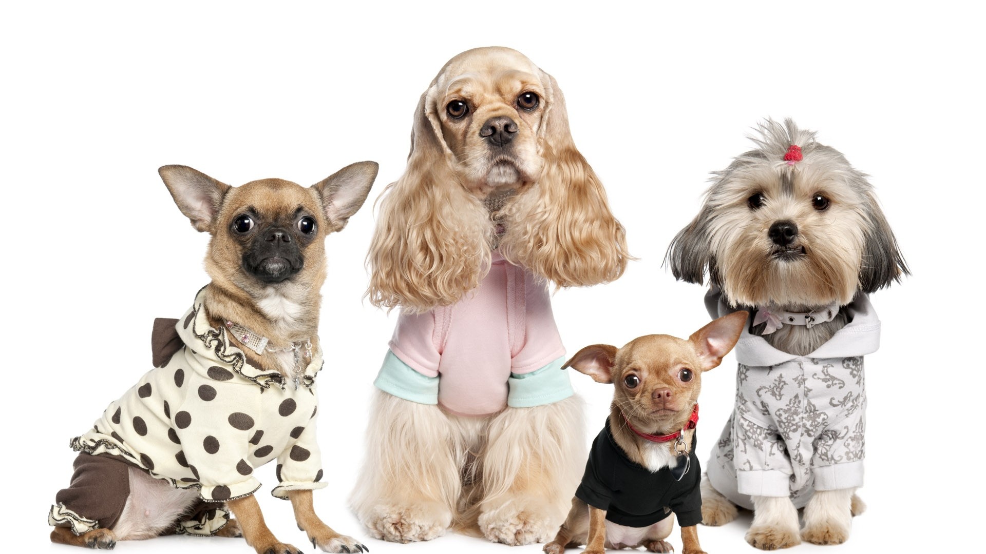 1920x1080 Preview wallpaper dogs, variety, yorkshire terrier, chihuahua, costumes  
