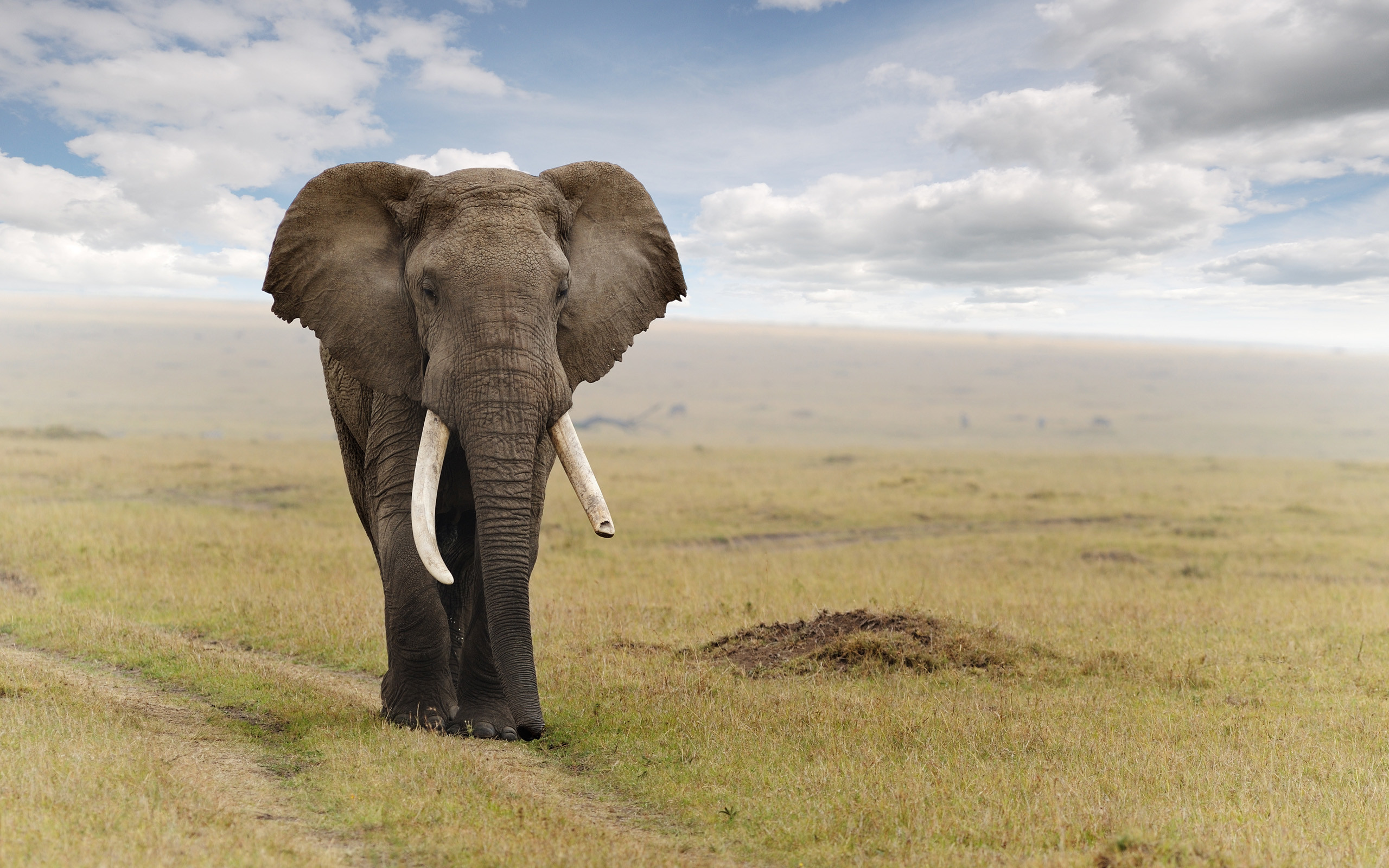 2560x1600 cloudy weather elephant wallpapers