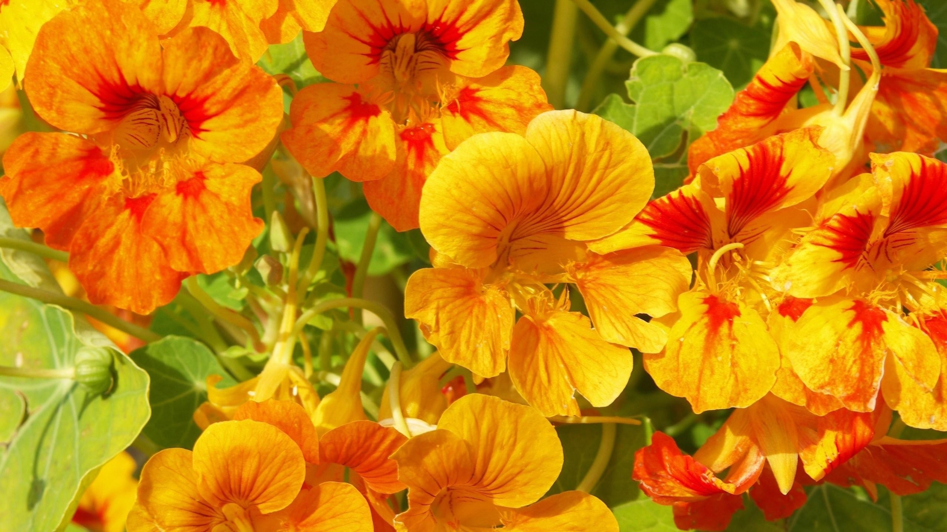 3840x2160  Wallpaper nasturtium, flowers, bright, orange, sunny