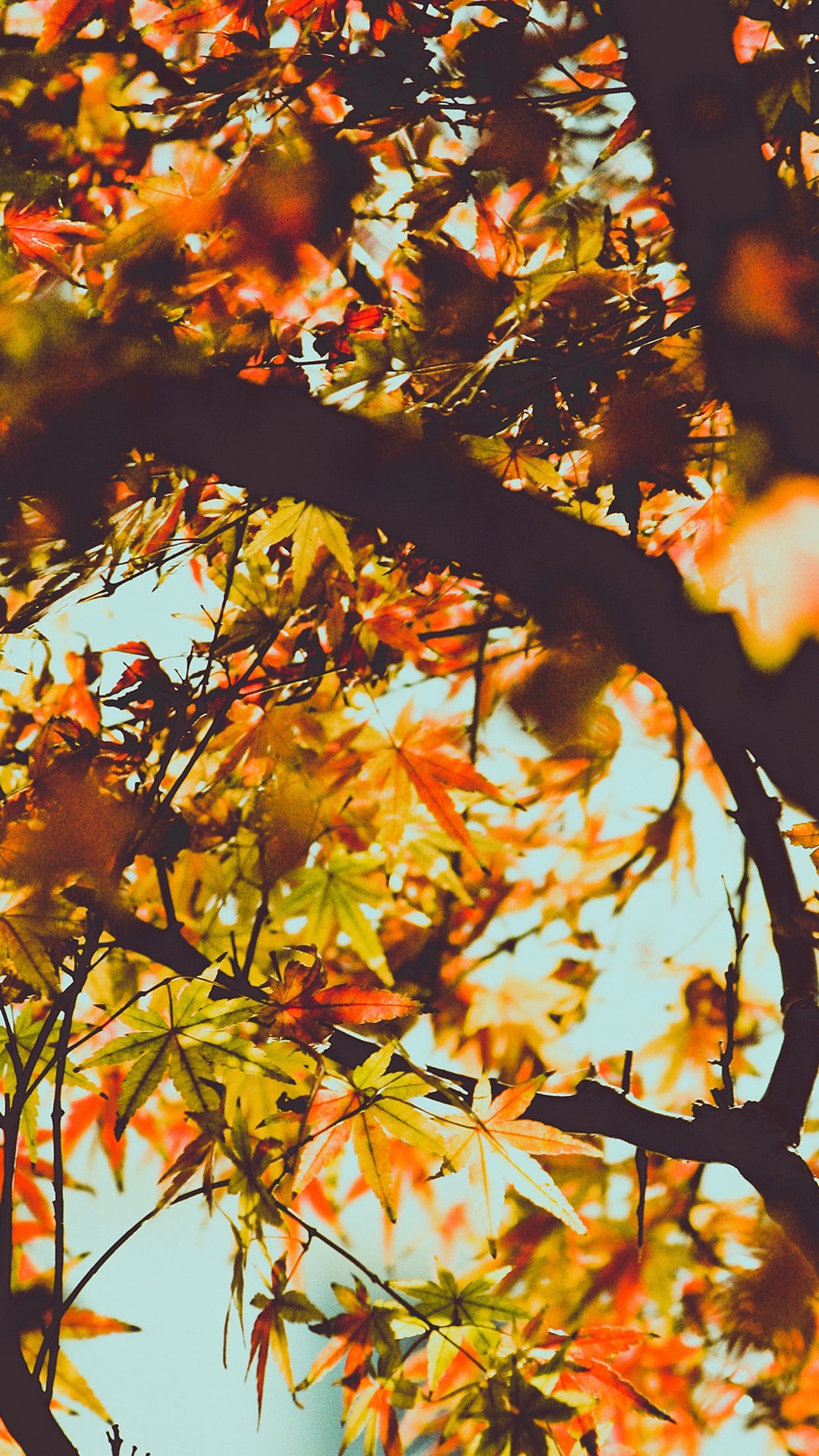 1080x1920 ... Fall Tree Leaf Autumn Nature Mountain iPhone 8 wallpaper.